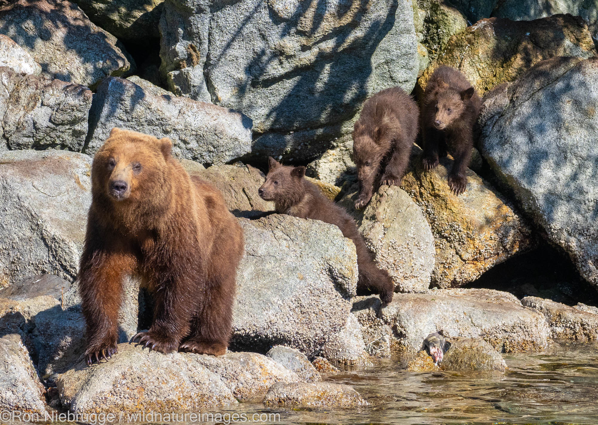 Brown bear sow with three cubs of the year, Tongass National Forest, Alaska.
