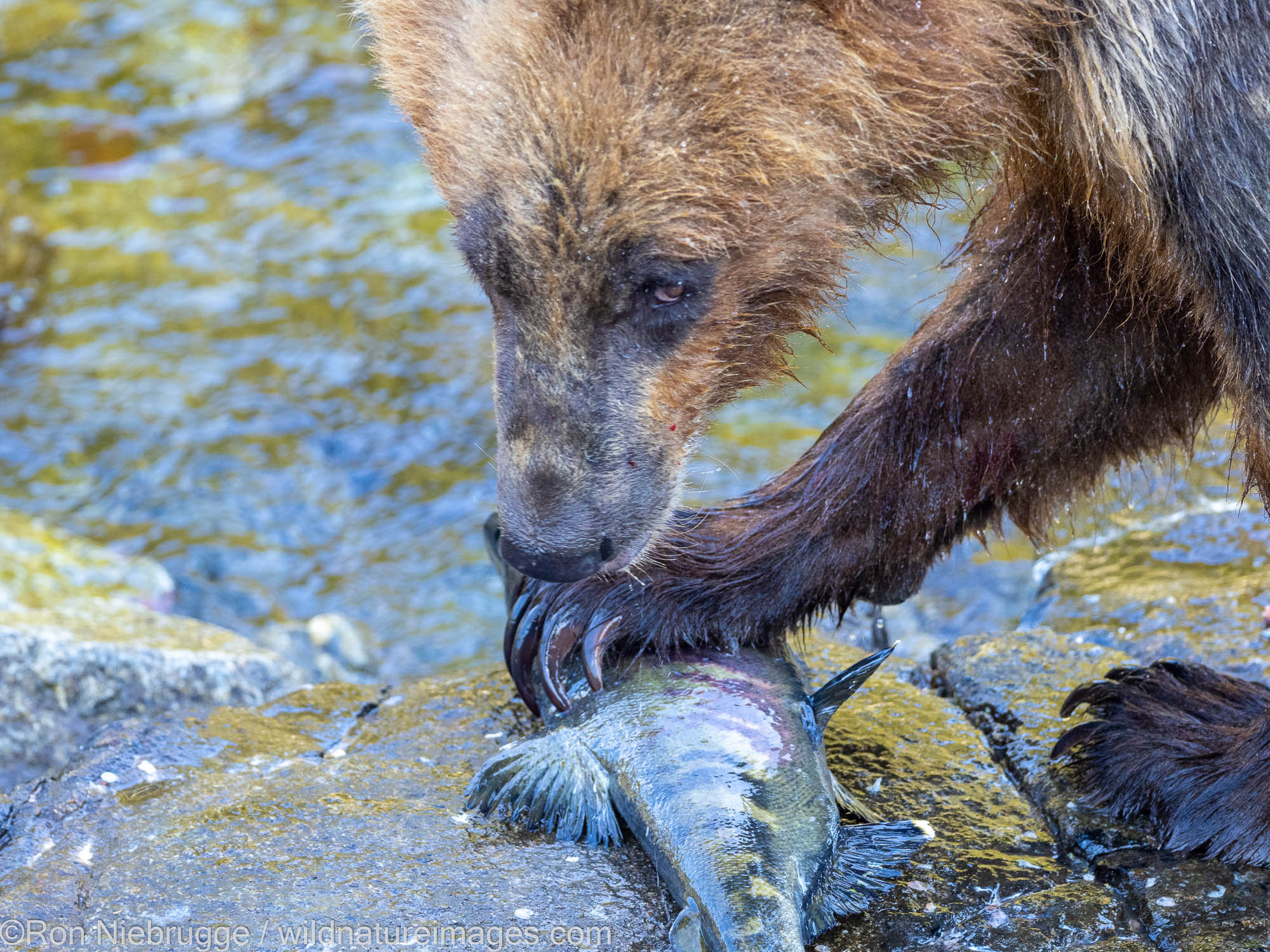 Brown bear, Tongass National Forest, Alaska.