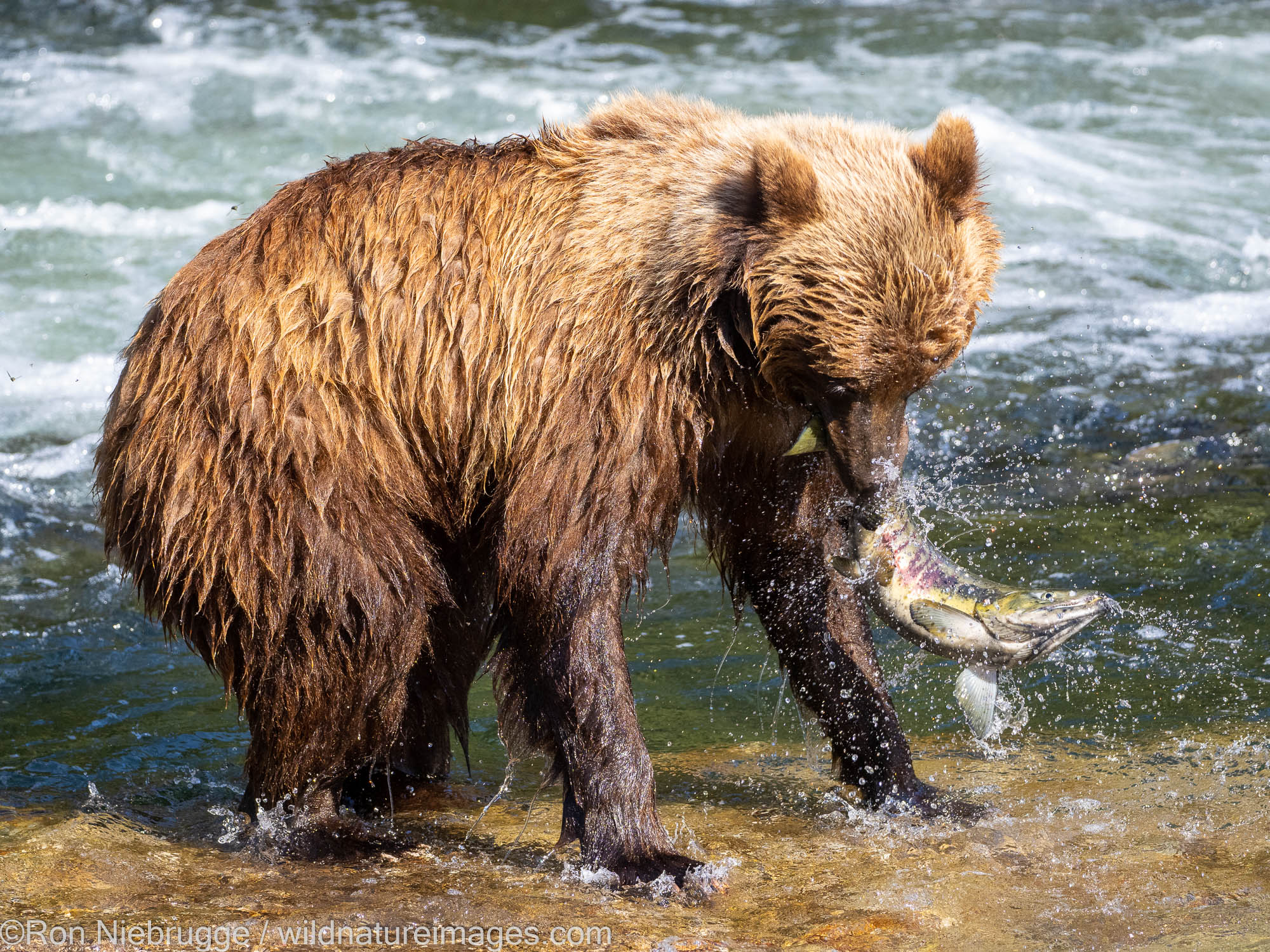 Brown bear, Tongass National Forest, Alaska.