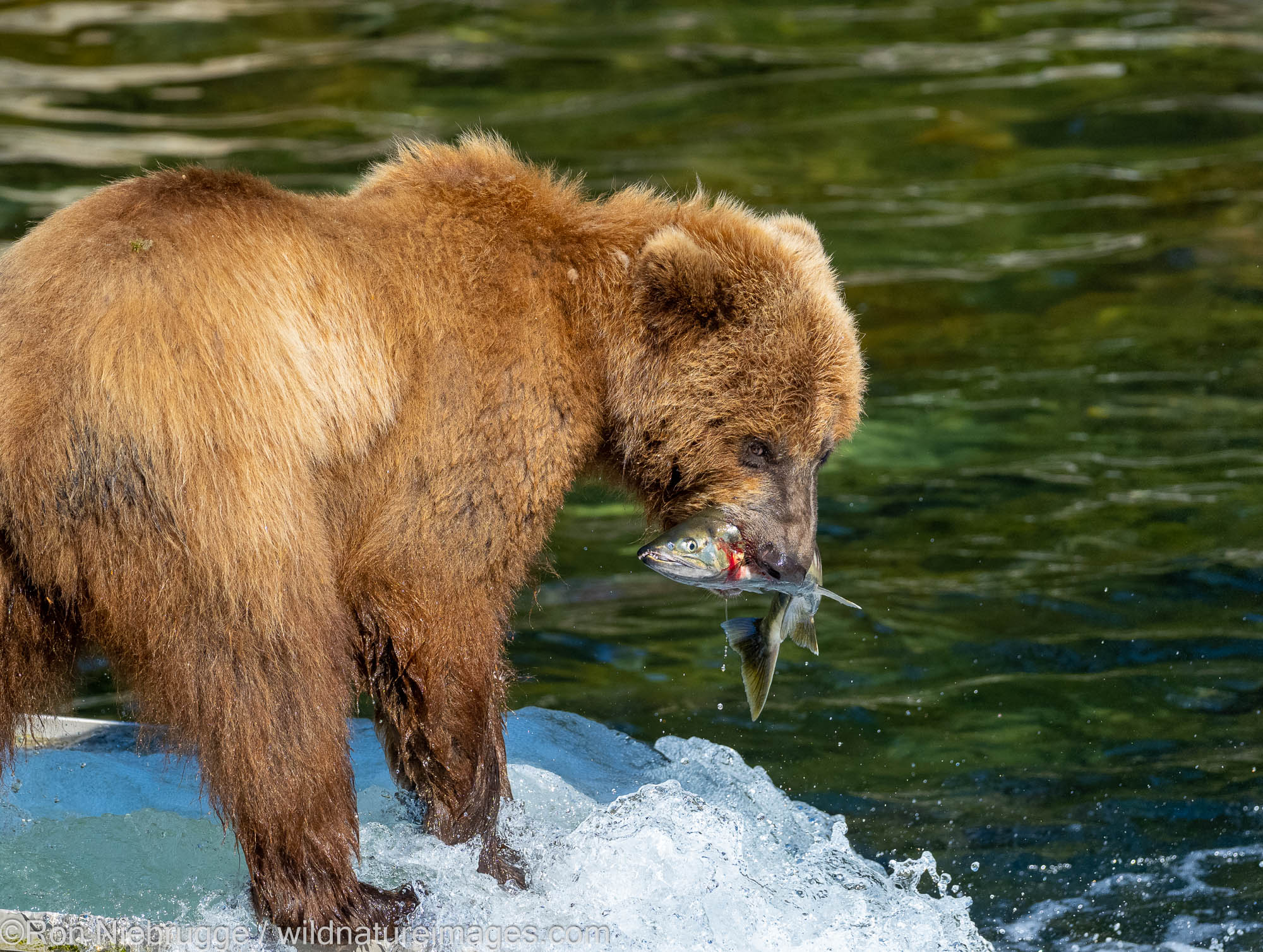 Brown bear, Tongass National Forest, Alaska.