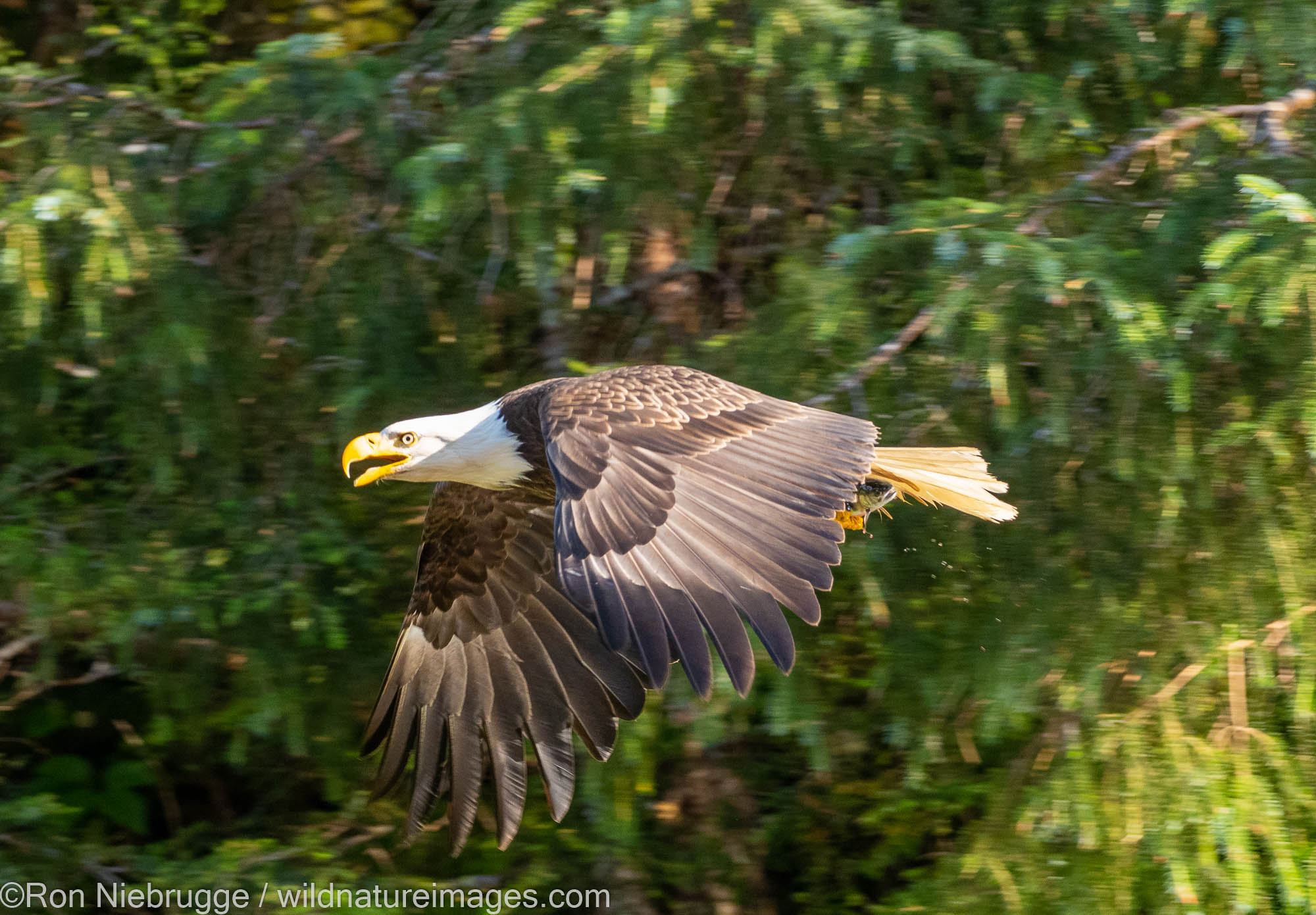 Bald Eagle, Tongass National Forest, Alaska.