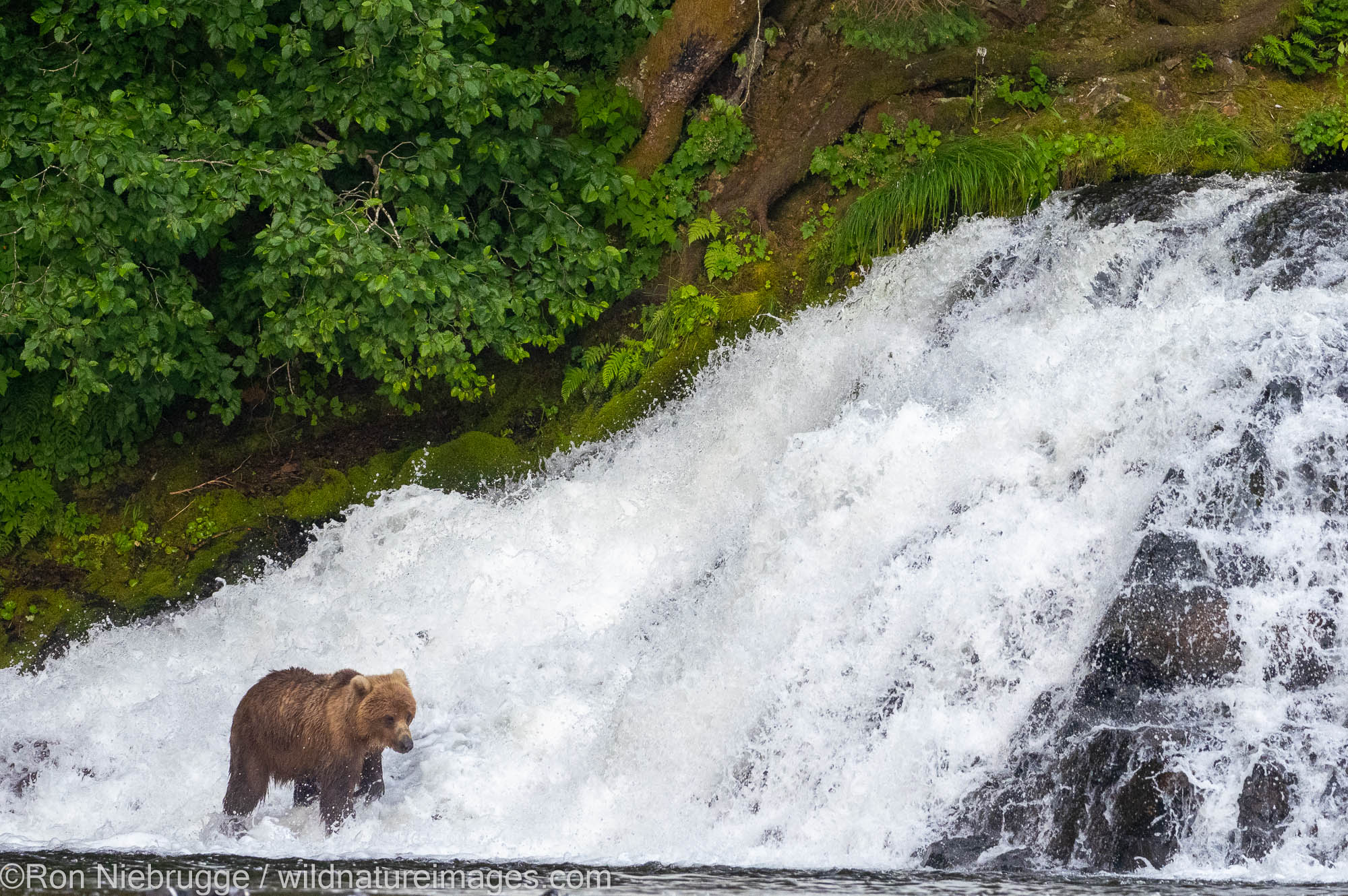 Brown bear, Tongass National Forest, Alaska.