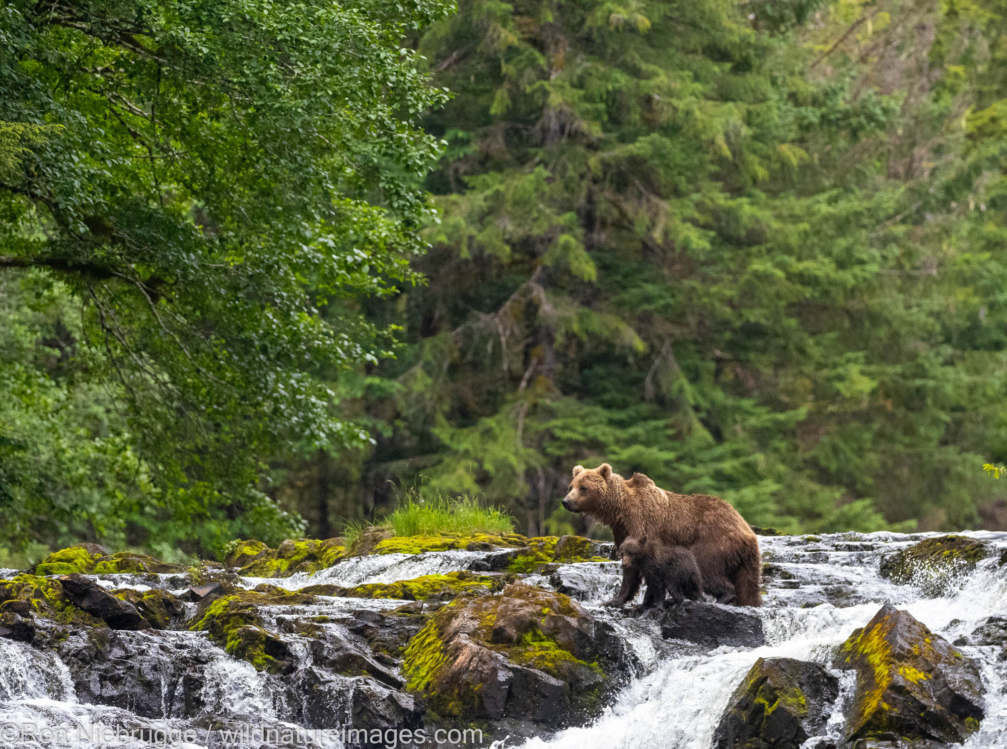 Brown bear, Tongass National Forest, Chichagof Island, Alaska.