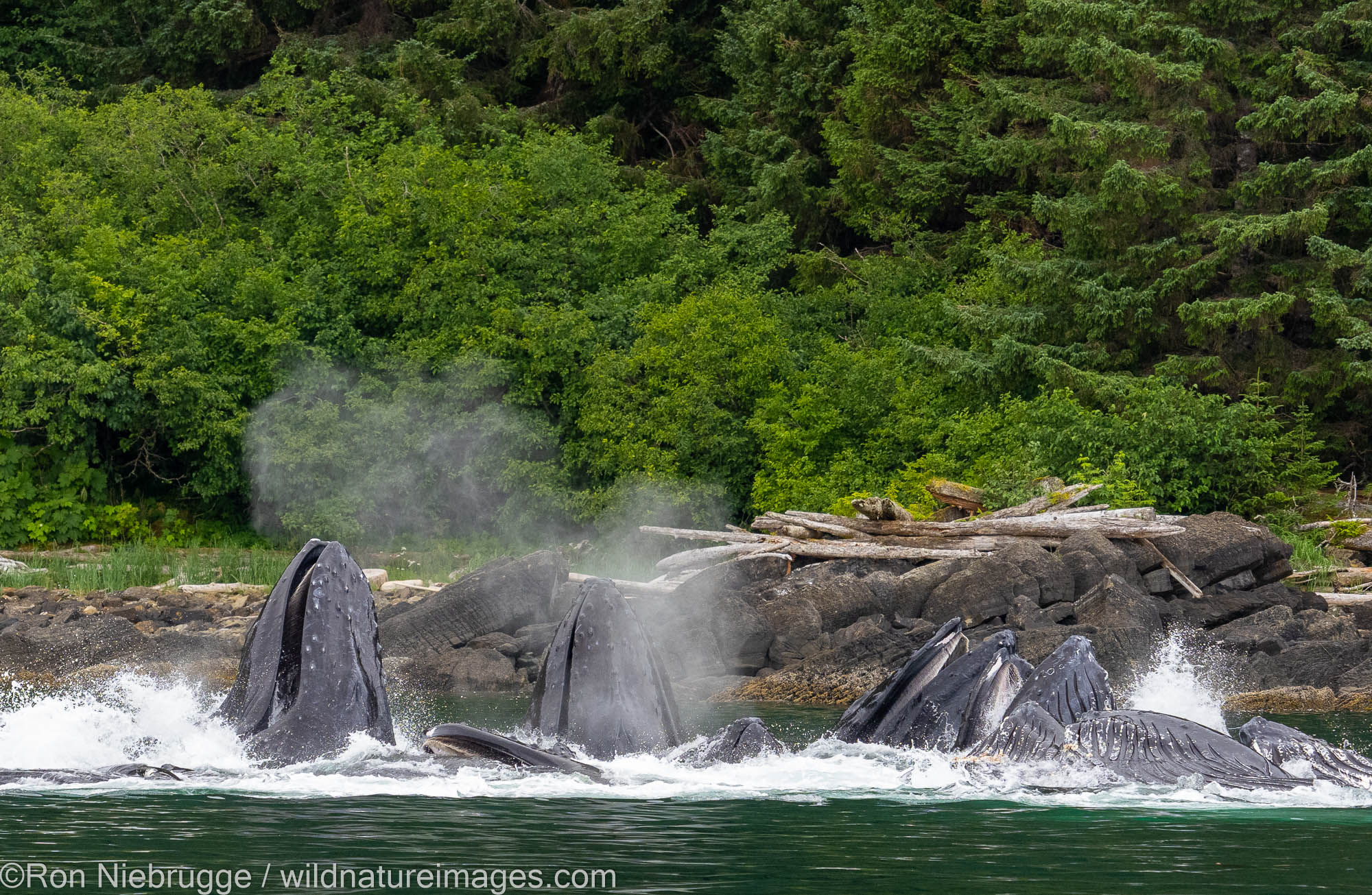 Humpback whales bubble-net feeding, Tongass National Forest, Alaska.