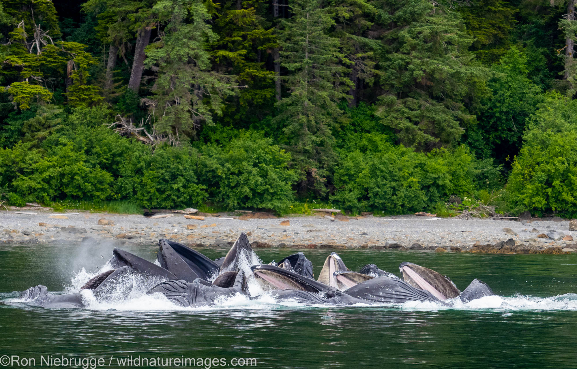Humpback whales, Tongass National Forest, Alaska.