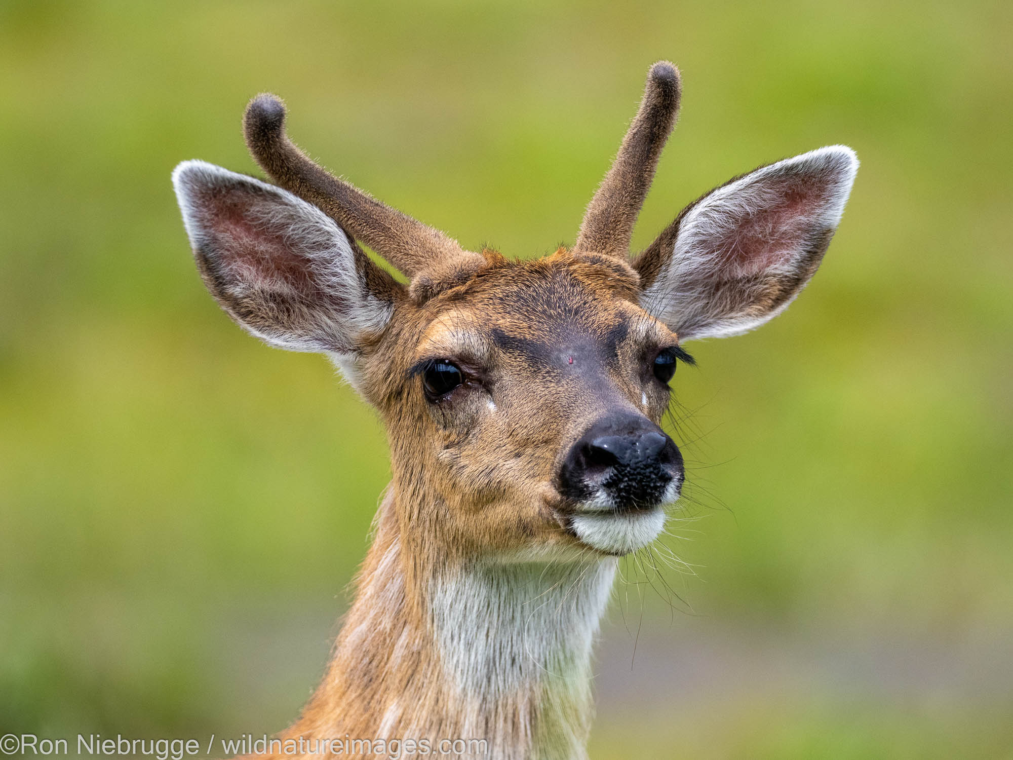 Sitka black-tailed deer (Odocoileus hemionus sitkensis) at the Pack Creek Bear Viewing Area, Tongass National Forest, Alaska.