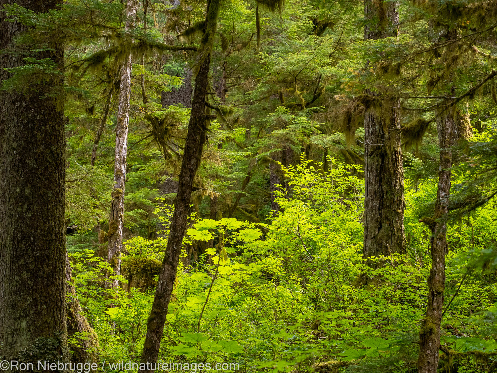 Tongass National Forest The Pack Creek Bear Viewing Area, Tongass National Forest, Alaska.