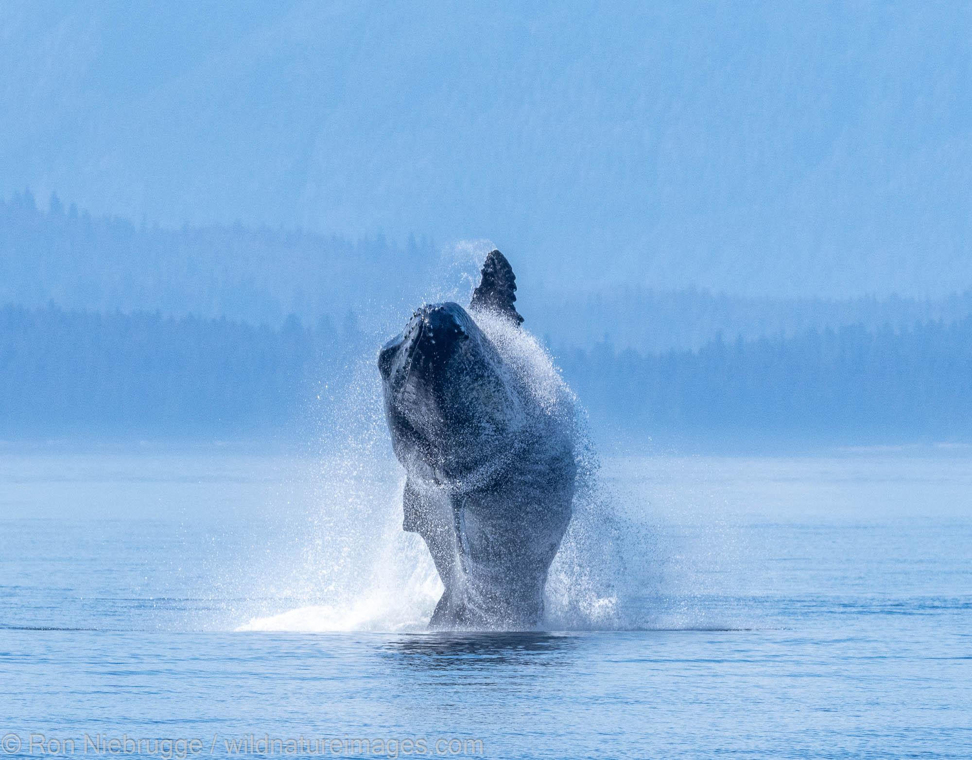 Humpback Whale Breaching Humpback whale, Tongass National Forest, Alaska.