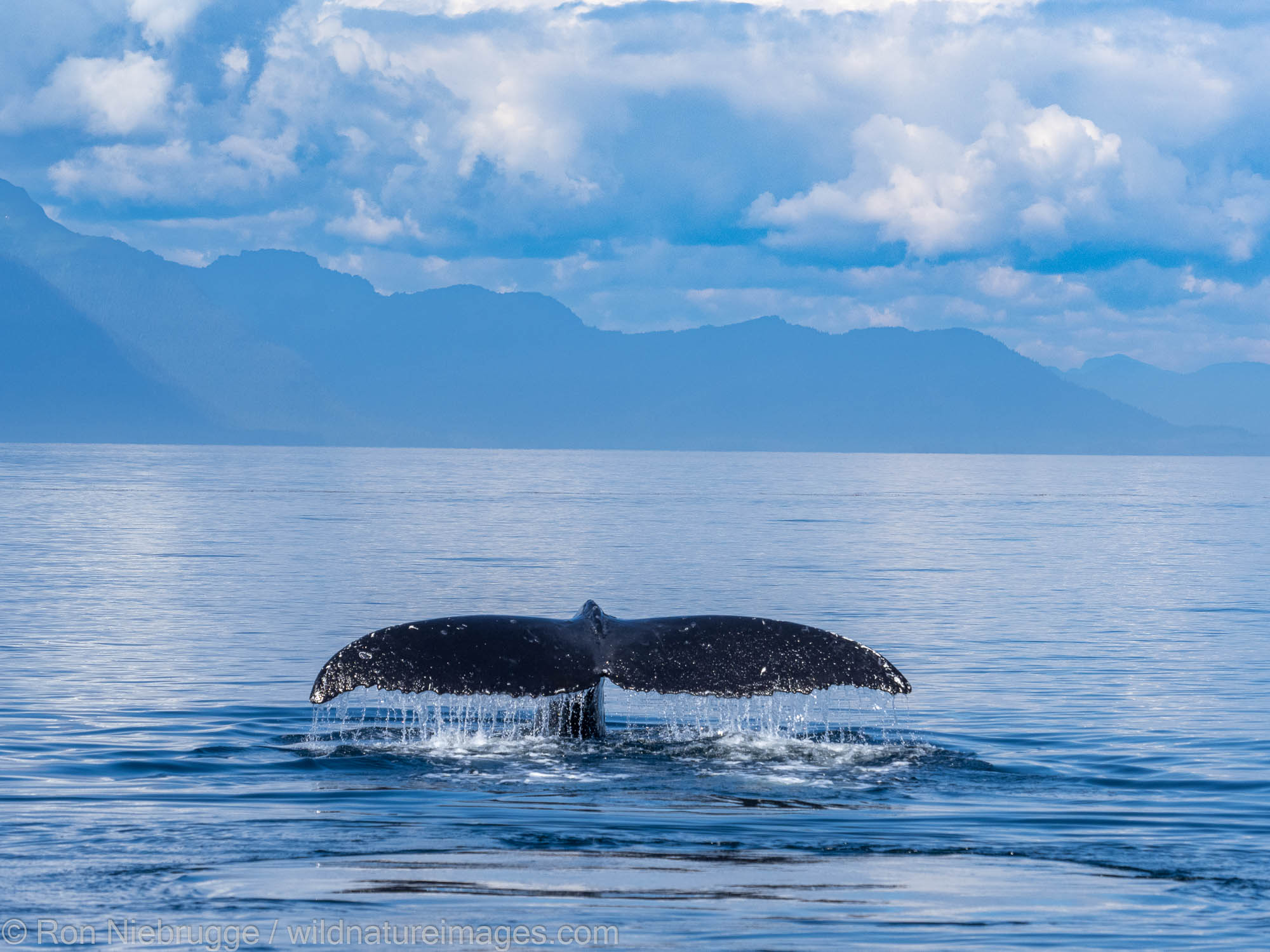 Humpback Whale Tail Humpback whale, Tongass National Forest, Alaska.