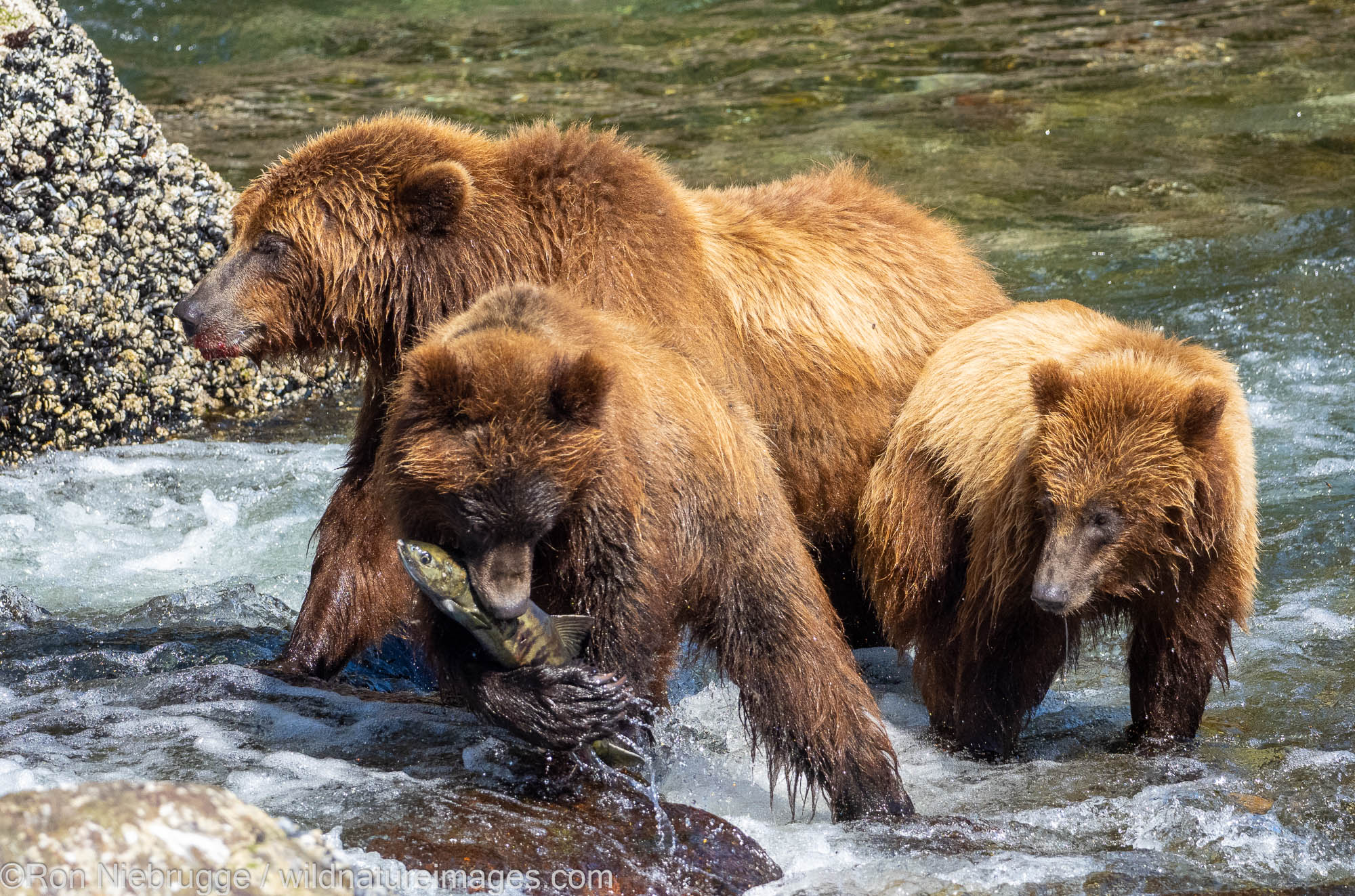 Brown Bears Fishing Brown bear, Baranoff Island, Tongass National Forest, Alaska.