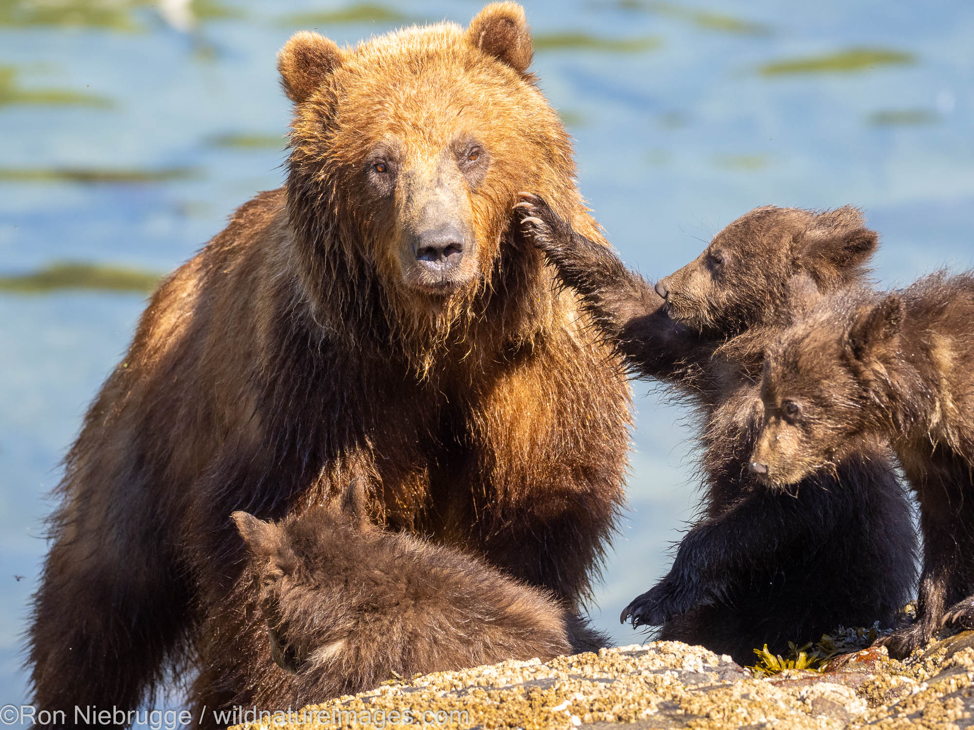Grizzly Bear with Cubs Brown bear, Baranoff Island, Tongass National Forest, Alaska.