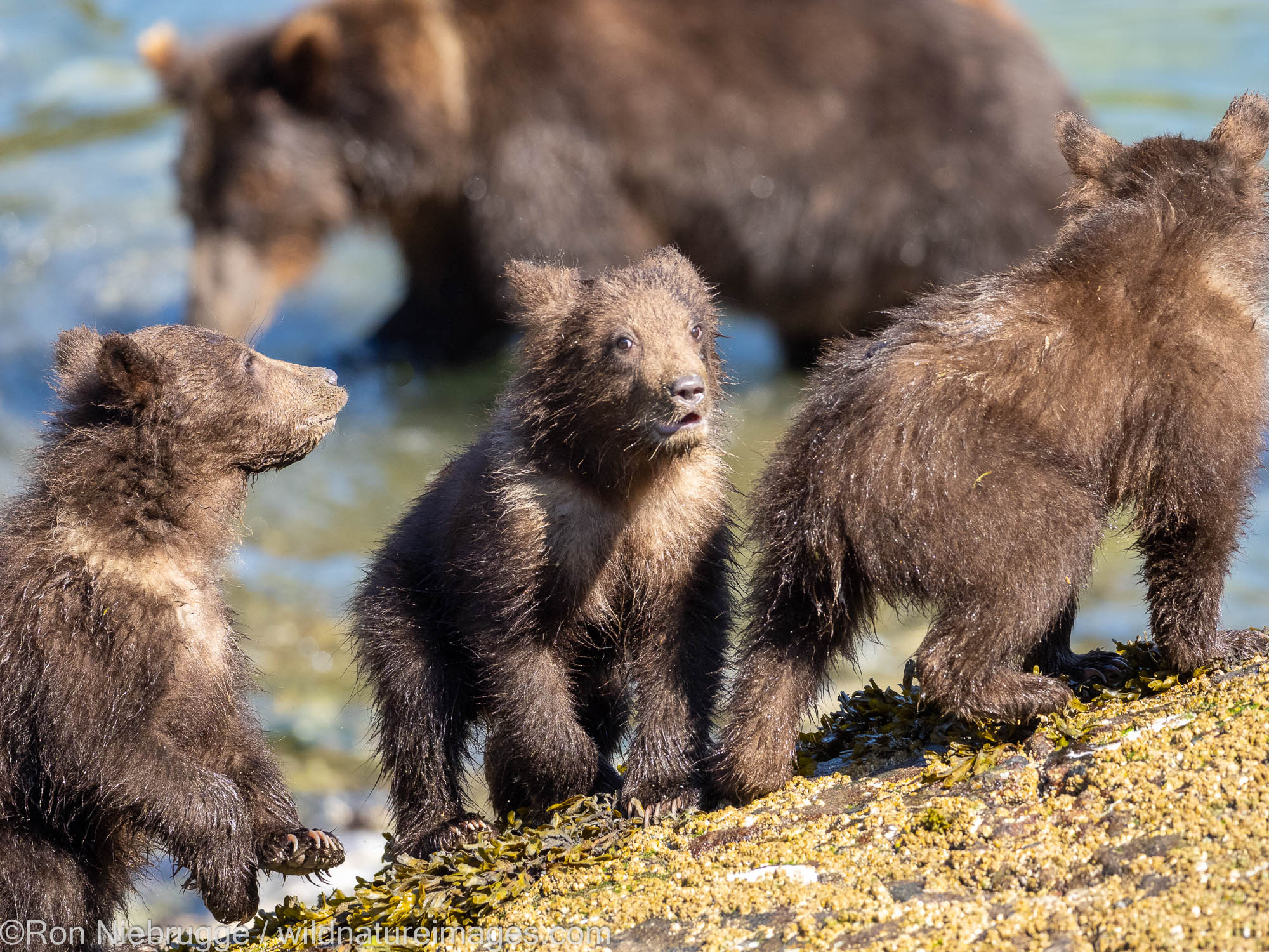 Brown Bears Fishing Brown bear, Baranoff Island, Tongass National Forest, Alaska.