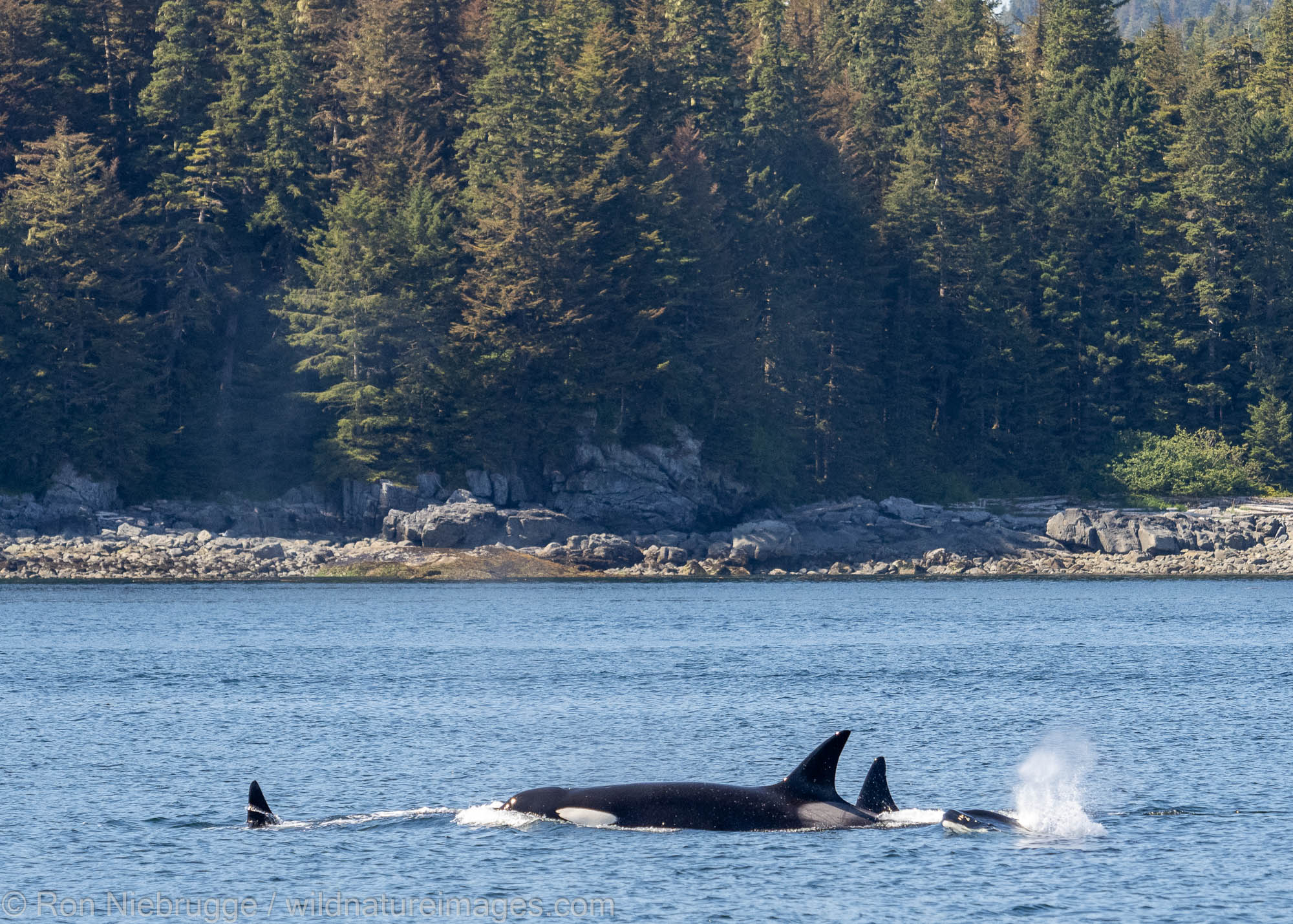 Orca Killer whales, Tongass National Forest, Alaska.
