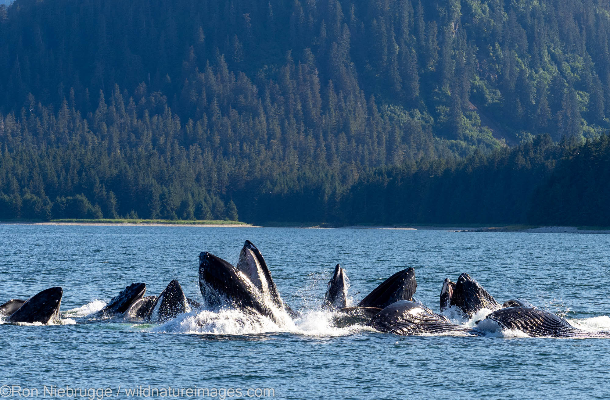 Humpback whales, Tongass National Forest, Alaska.