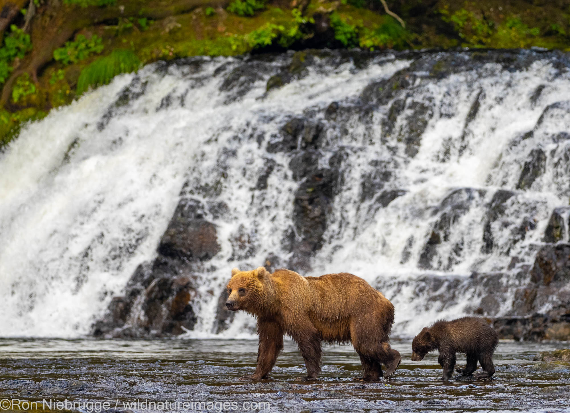 Brown Bear with Cub Brown bear, Chichagof Island, Tongass National Forest, Alaska.