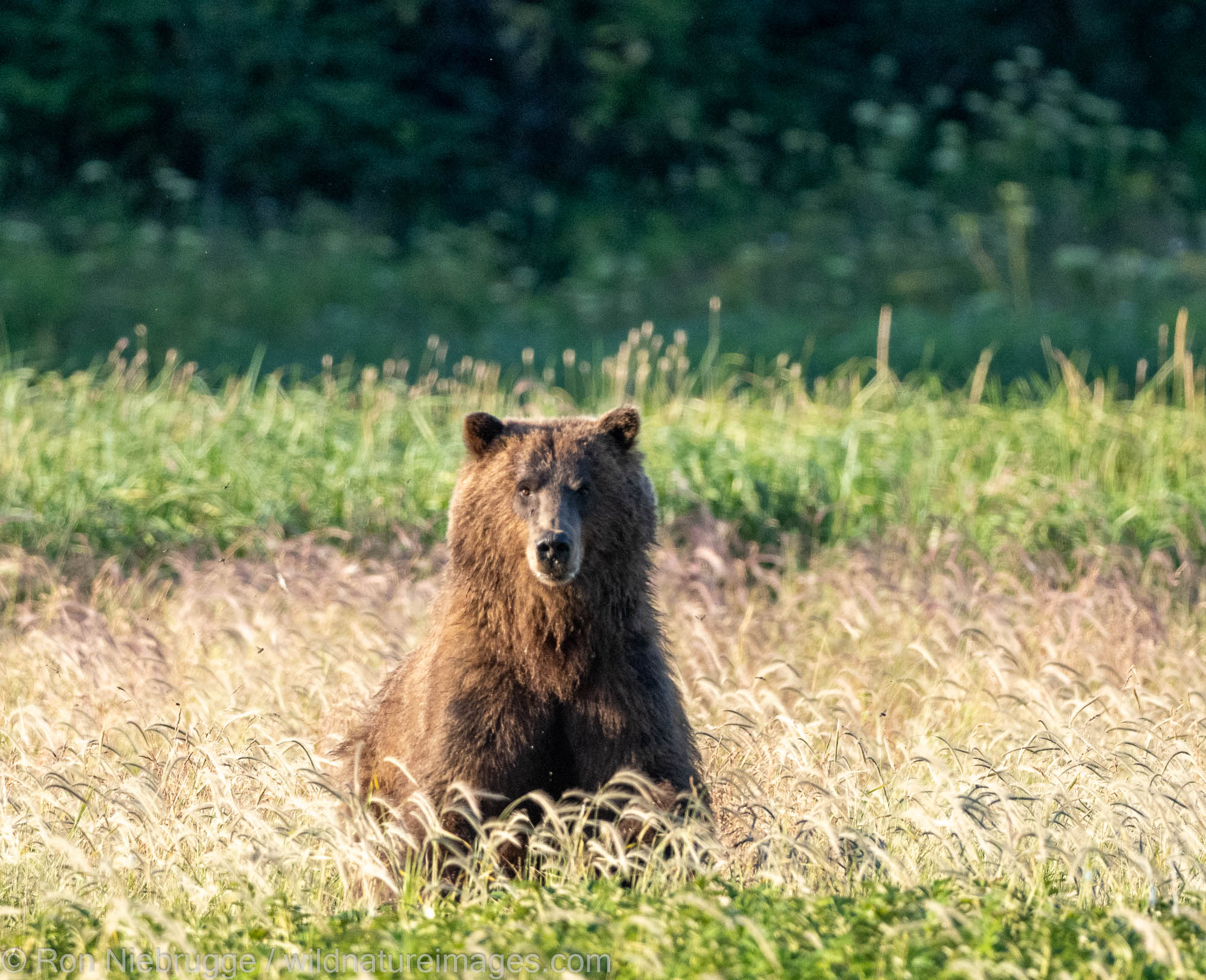 The Brown bear that came running at us fortunately came to a quick stop!