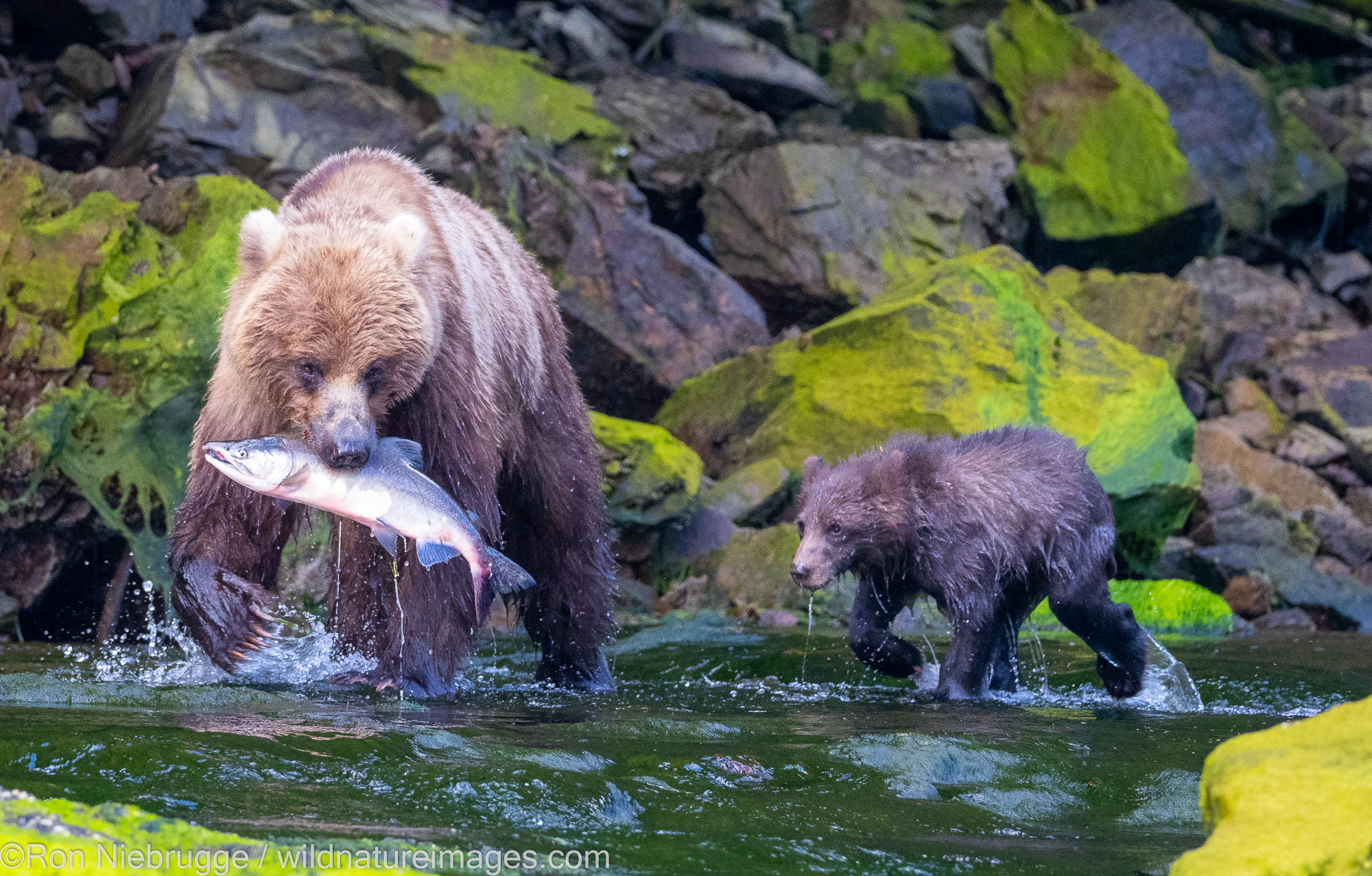 Griizzly Bear with Cub Brown / Grizzly Bear Fishing, Tongass National Forest, Alaska