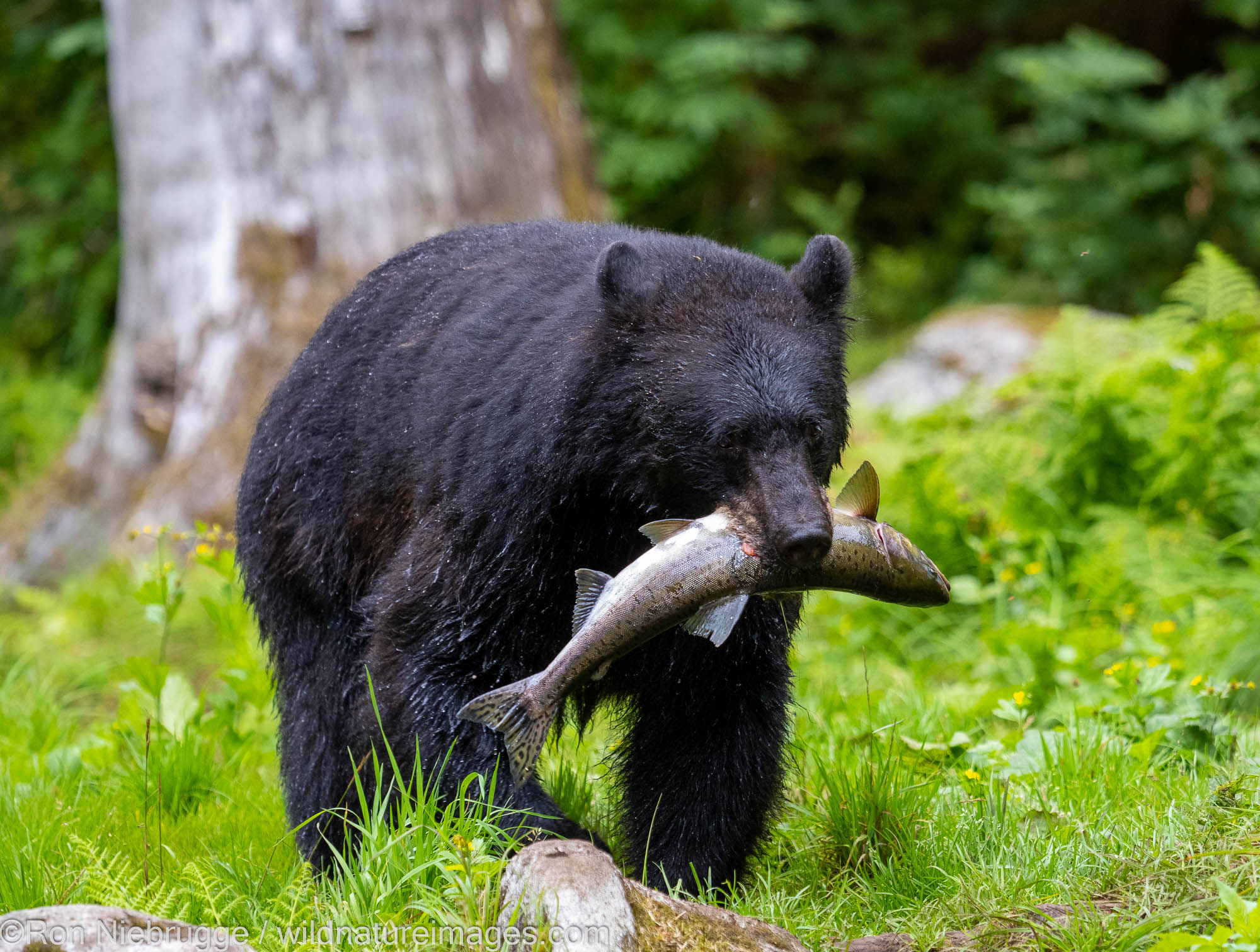 Black bear, Anan Wildlife Observatory Site, Tongass National Forest, Alaska.