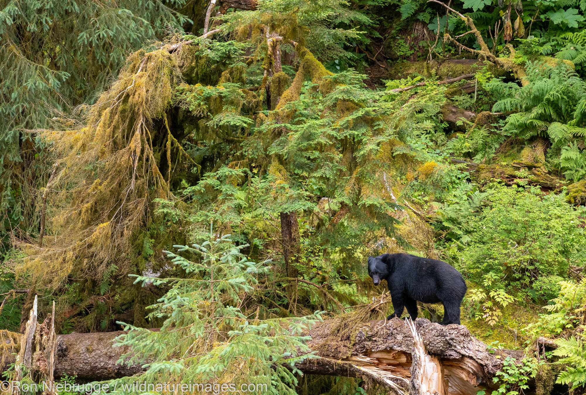 Black bear, Anan Wildlife Observatory Site, Tongass National Forest, Alaska.