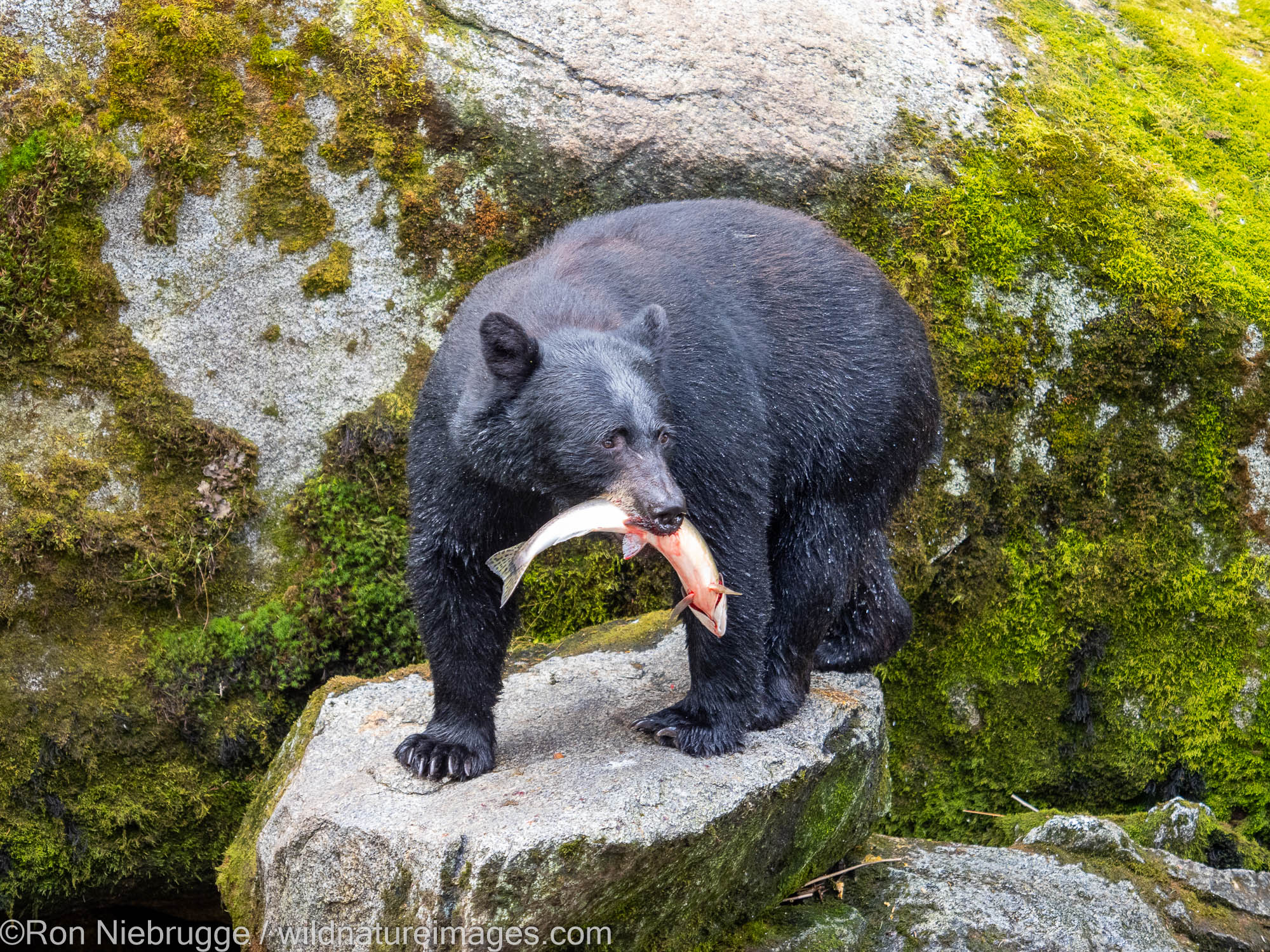 Black bear, Anan Wildlife Observatory Site, Tongass National Forest, Alaska.