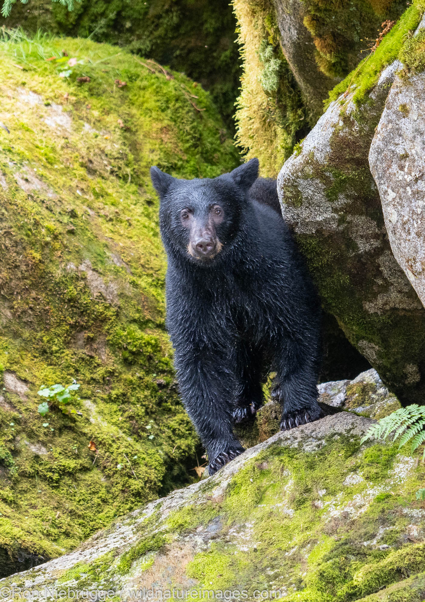 Black bear, Anan Wildlife Observatory Site, Tongass National Forest, Alaska.