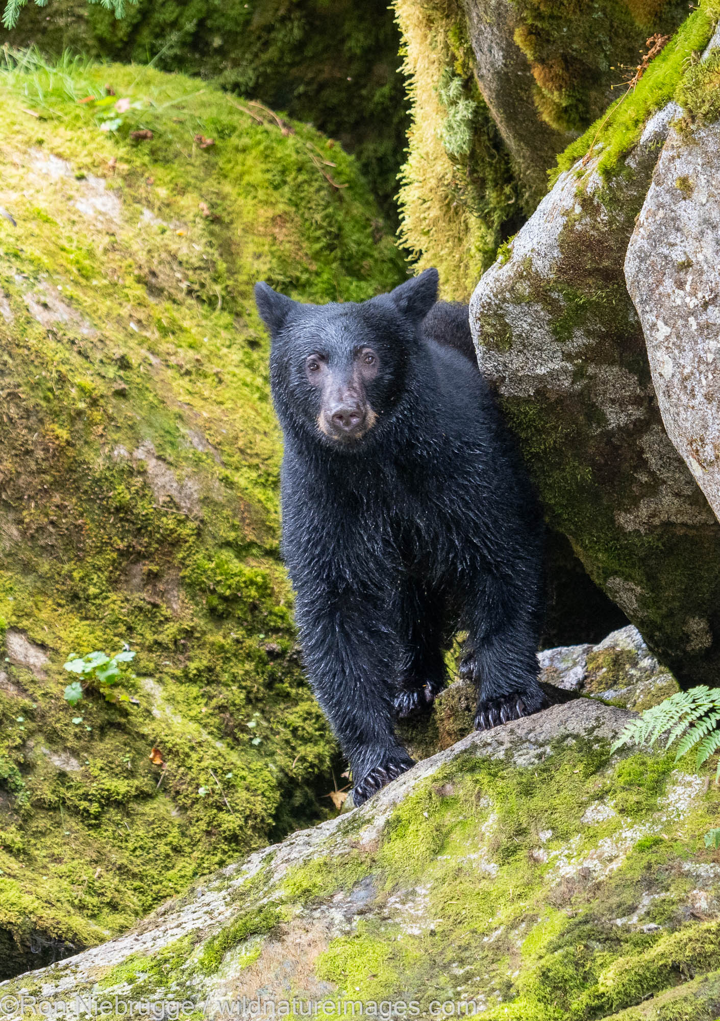 Black bear, Anan Wildlife Observatory Site, Tongass National Forest, Alaska.