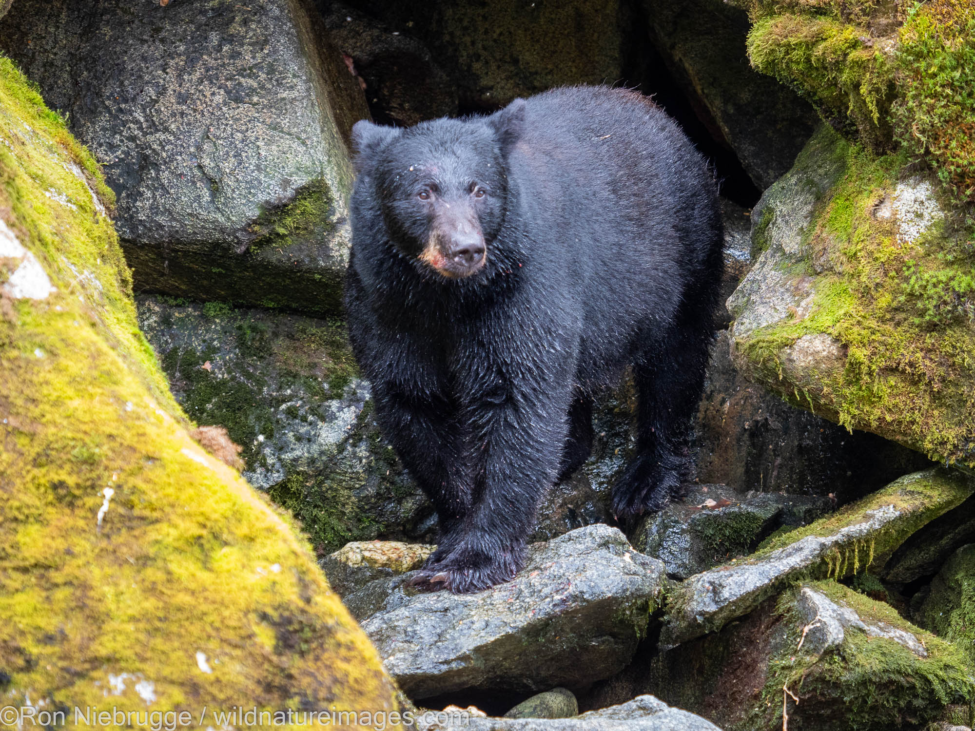 Black bear, Anan Wildlife Observatory Site, Tongass National Forest, Alaska.