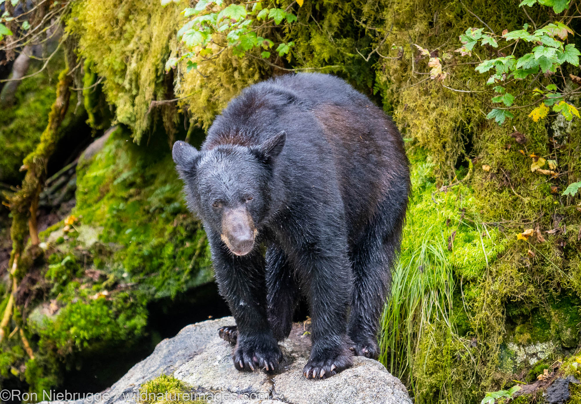 Black bear, Anan Wildlife Observatory Site, Tongass National Forest, Alaska.