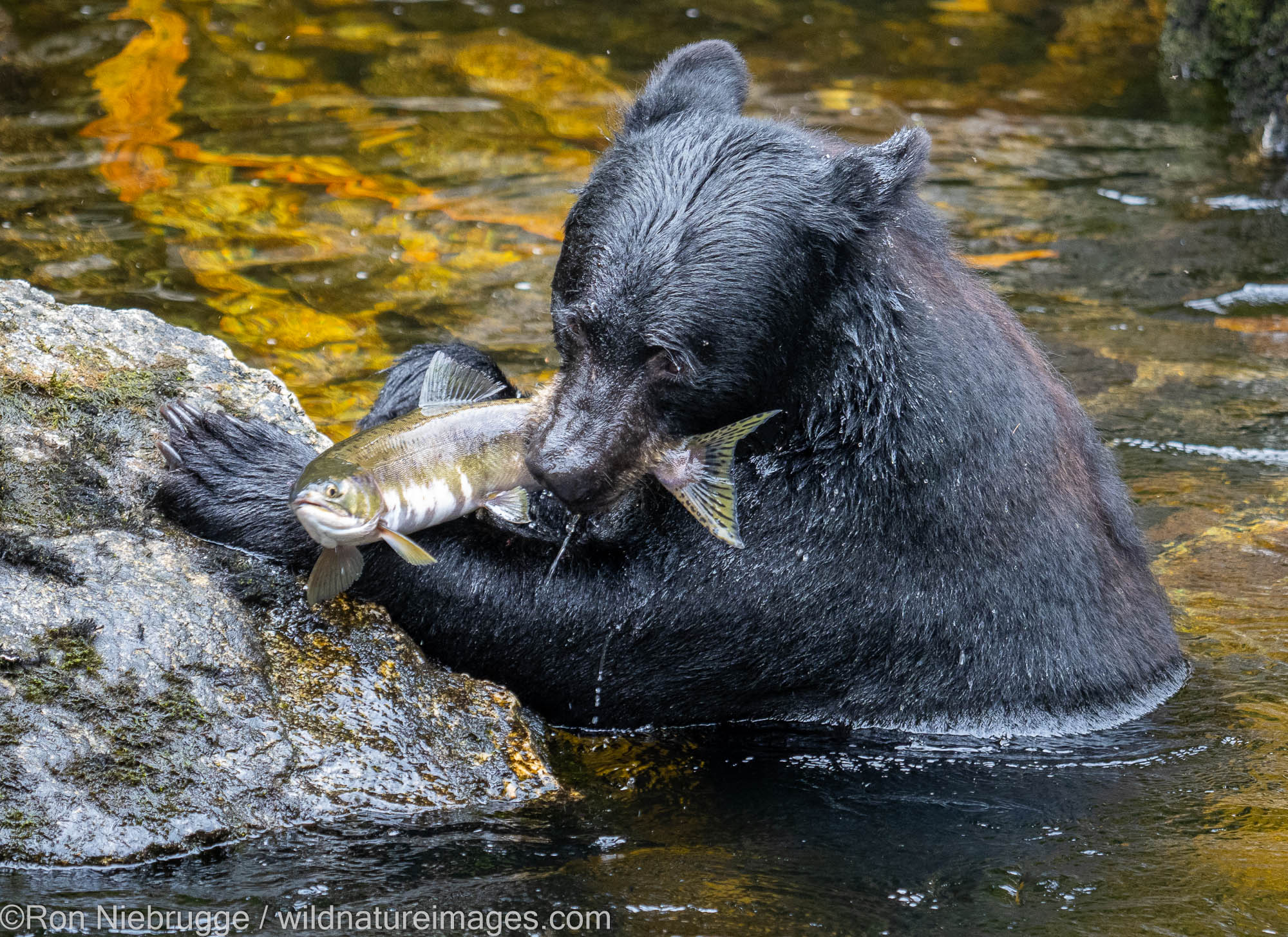 Black bear, Anan Wildlife Observatory Site, Tongass National Forest, Alaska.