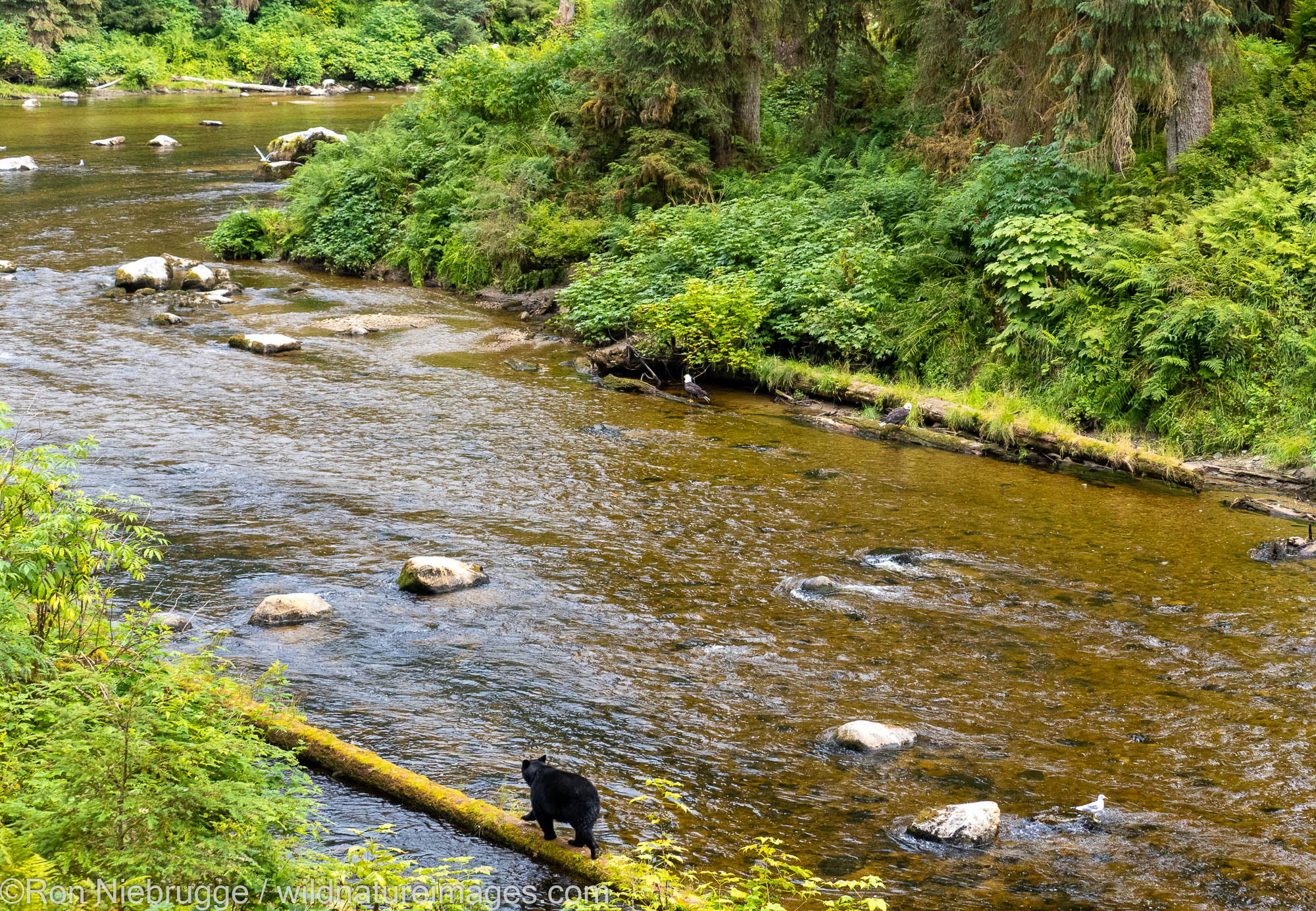 Black bear, Anan Wildlife Observatory Site, Tongass National Forest, Alaska.
