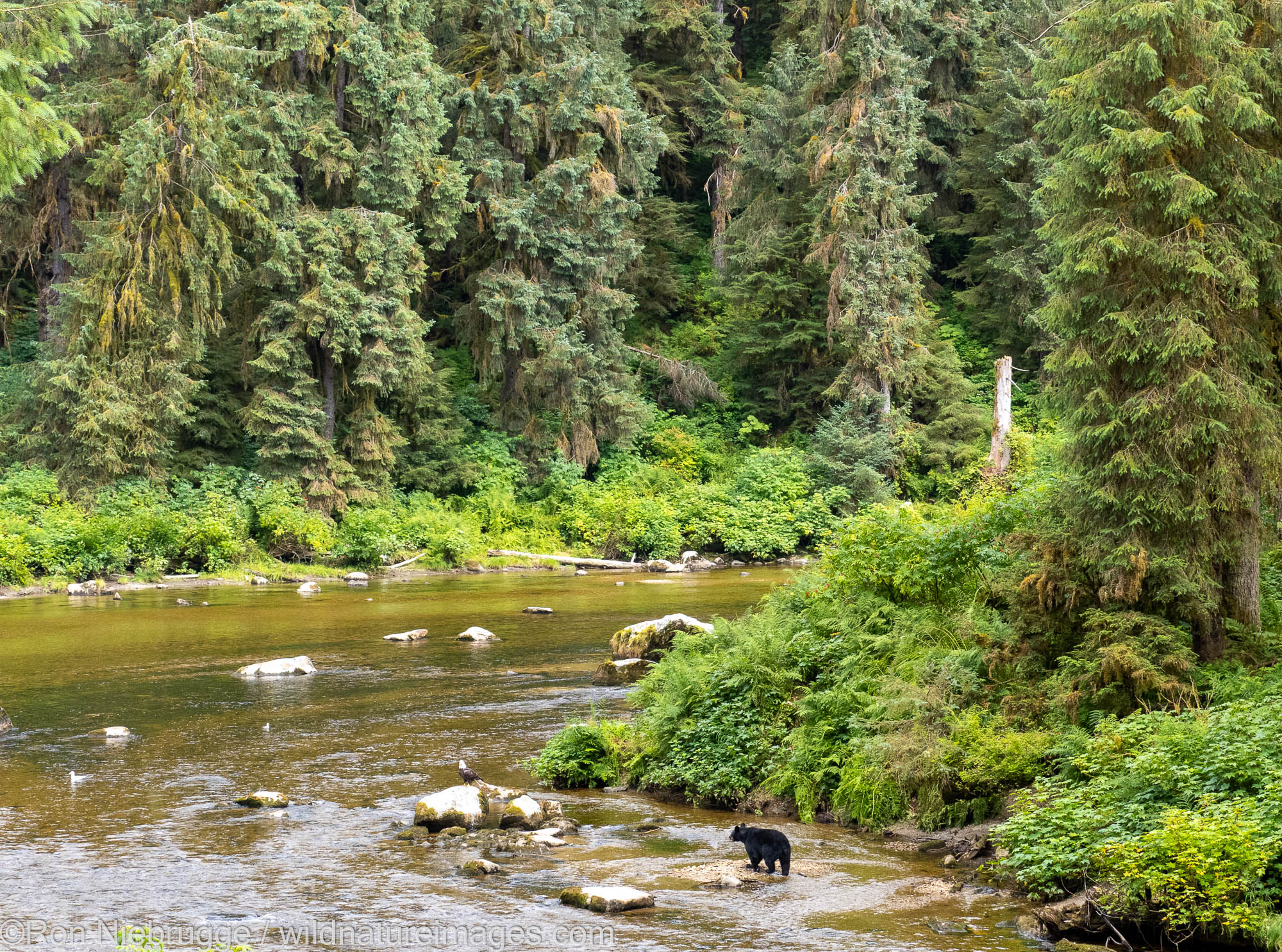 Black bear, Anan Wildlife Observatory Site, Tongass National Forest, Alaska.