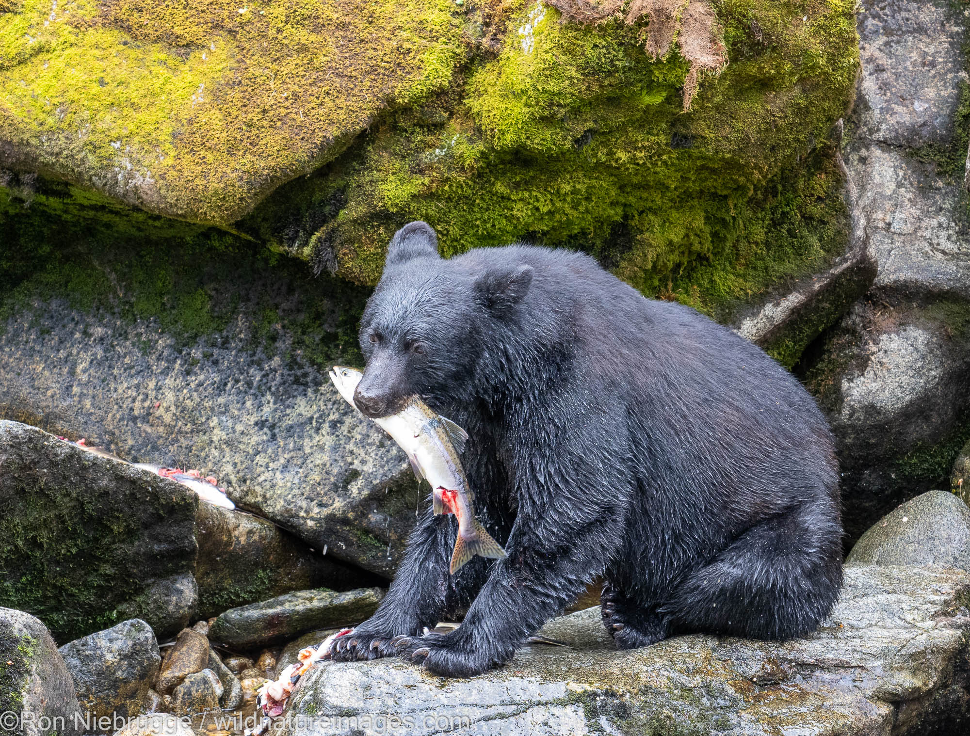 Black bear, Anan Wildlife Observatory Site, Tongass National Forest, Alaska.