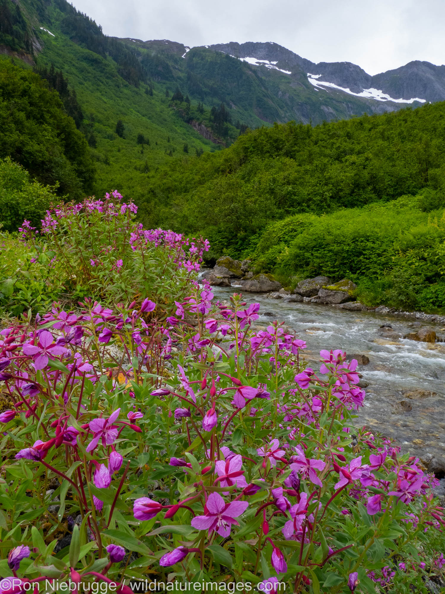 At Shakes Lake and Glacier, Stikine River, Stikine Leconte Wilderness, Tongass National Forest, near Wrangell, Alaska.