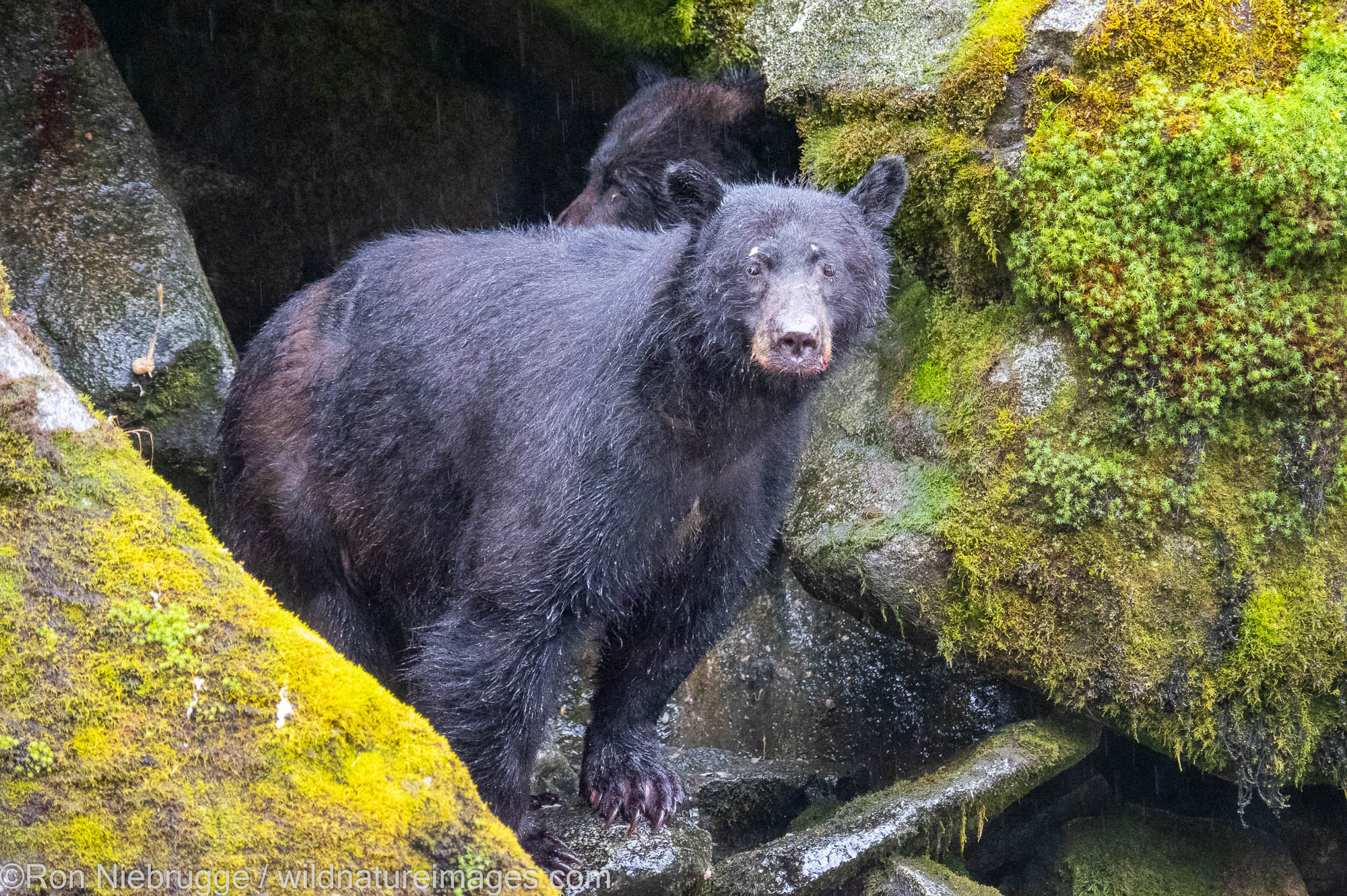 Black bears at Anan Creek Wildlife Viewing Site, Tongass National Forest, near Wrangell, Alaska.