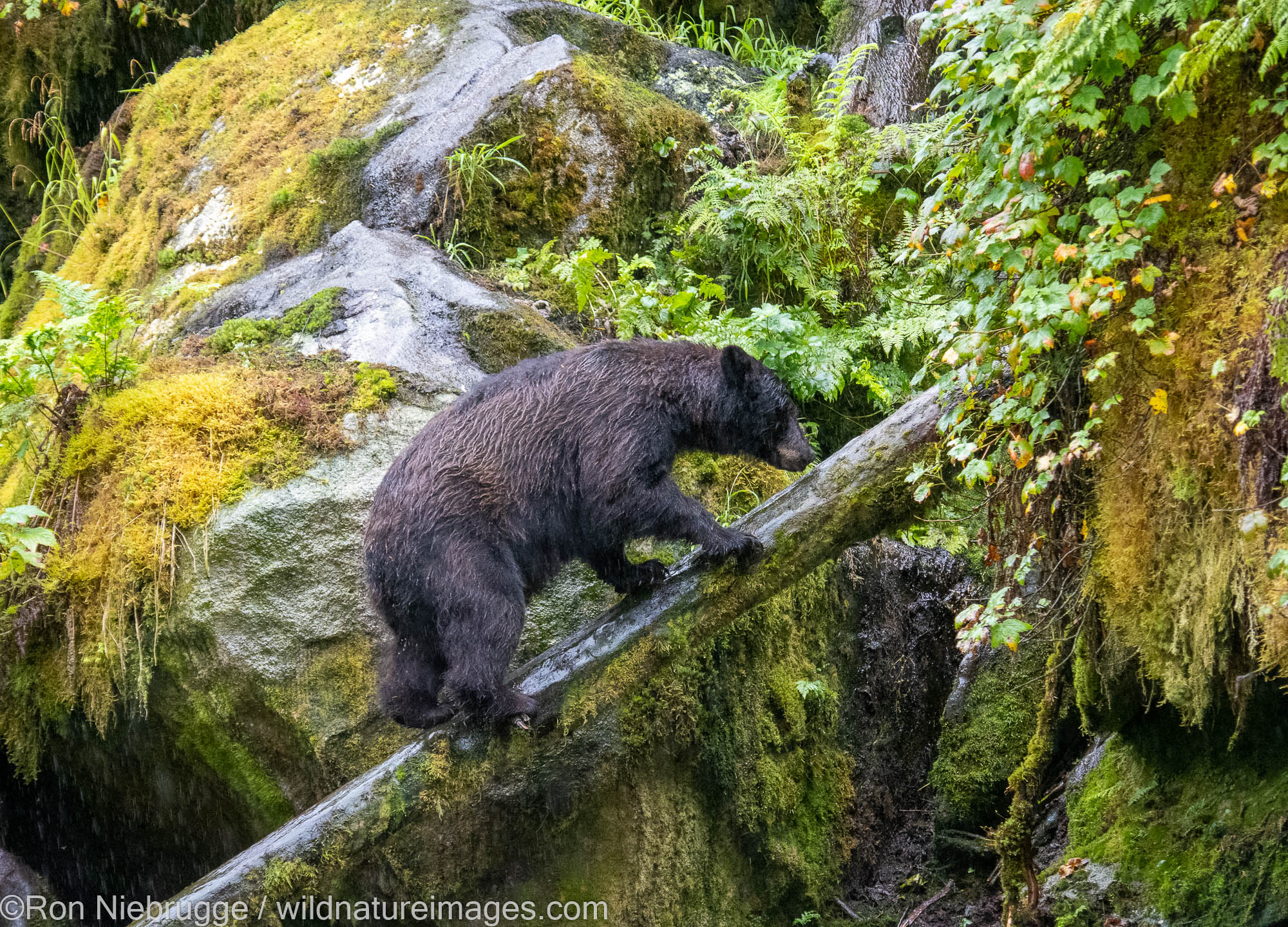 Black bears at Anan Creek Wildlife Viewing Site, Tongass National Forest, near Wrangell, Alaska.
