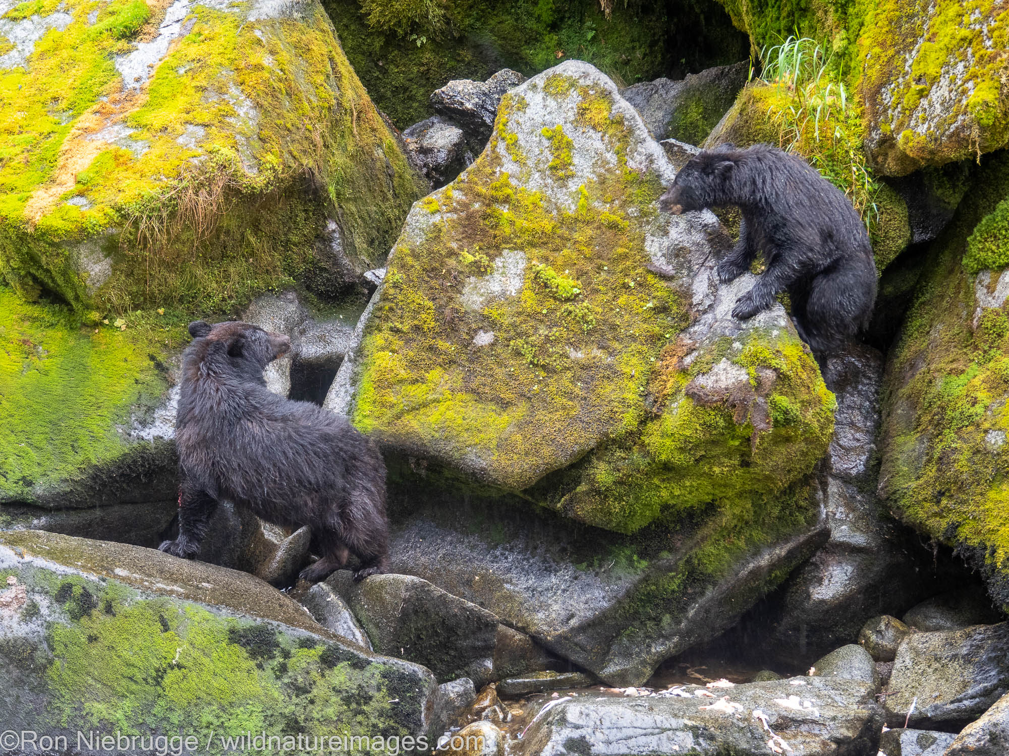 Black bears at Anan Creek Wildlife Viewing Site, Tongass National Forest, near Wrangell, Alaska.