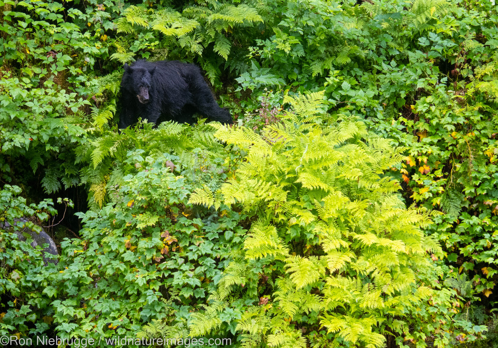 Black bears at Anan Creek Wildlife Viewing Site, Tongass National Forest, near Wrangell, Alaska.