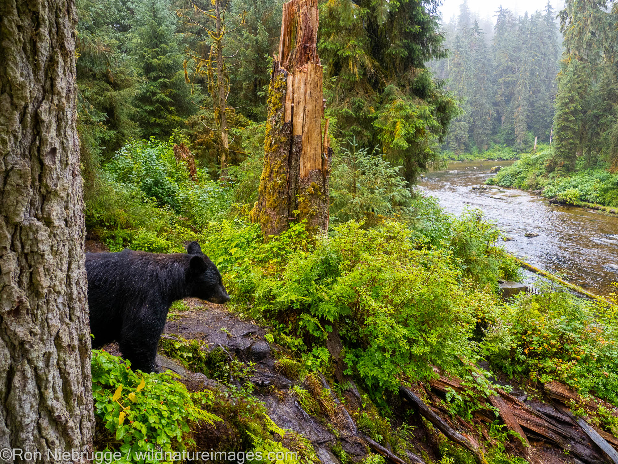 Black bears at Anan Creek Wildlife Viewing Site, Tongass National Forest, near Wrangell, Alaska.