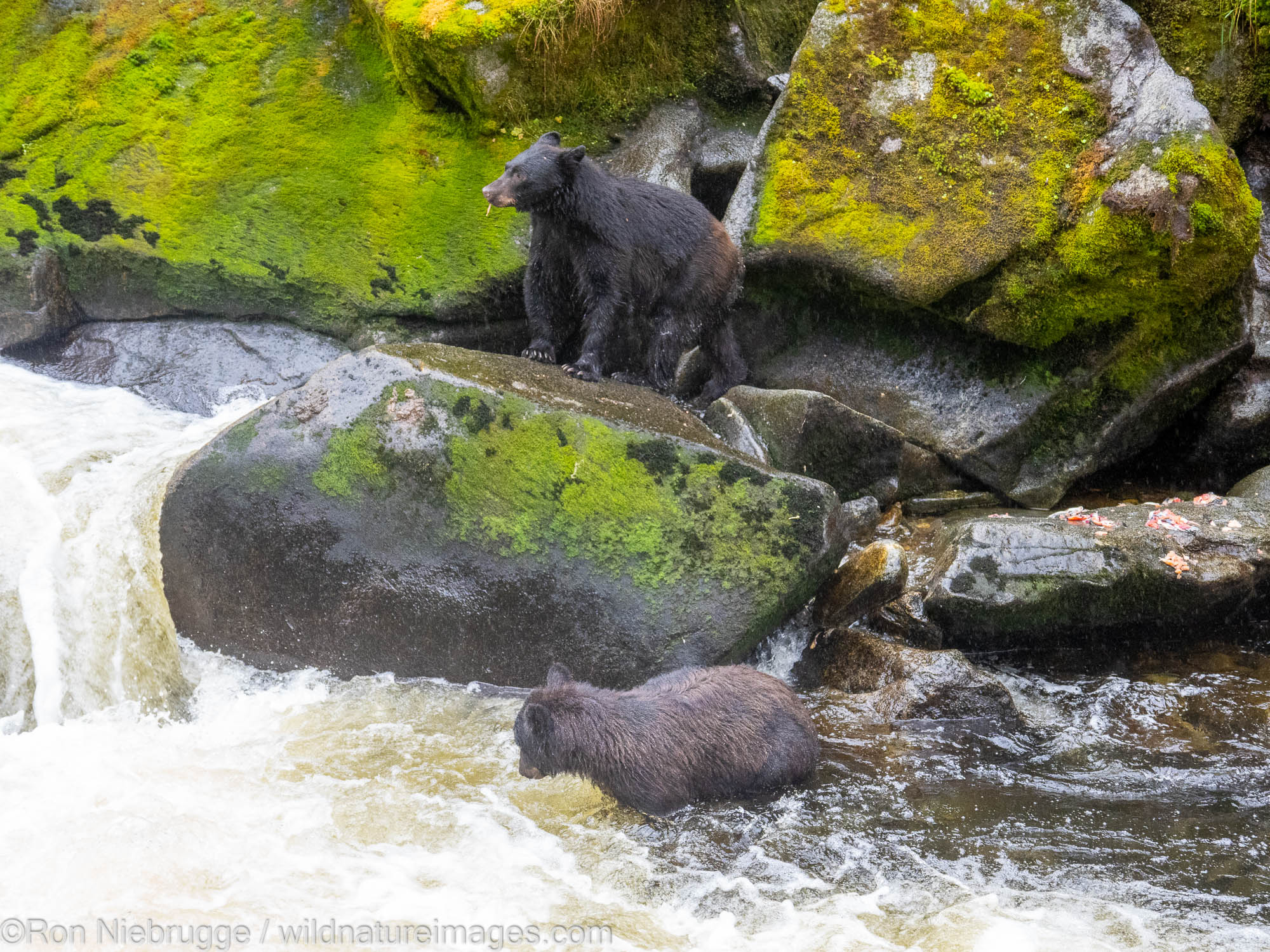 Black bears at Anan Creek Wildlife Viewing Site, Tongass National Forest, near Wrangell, Alaska.