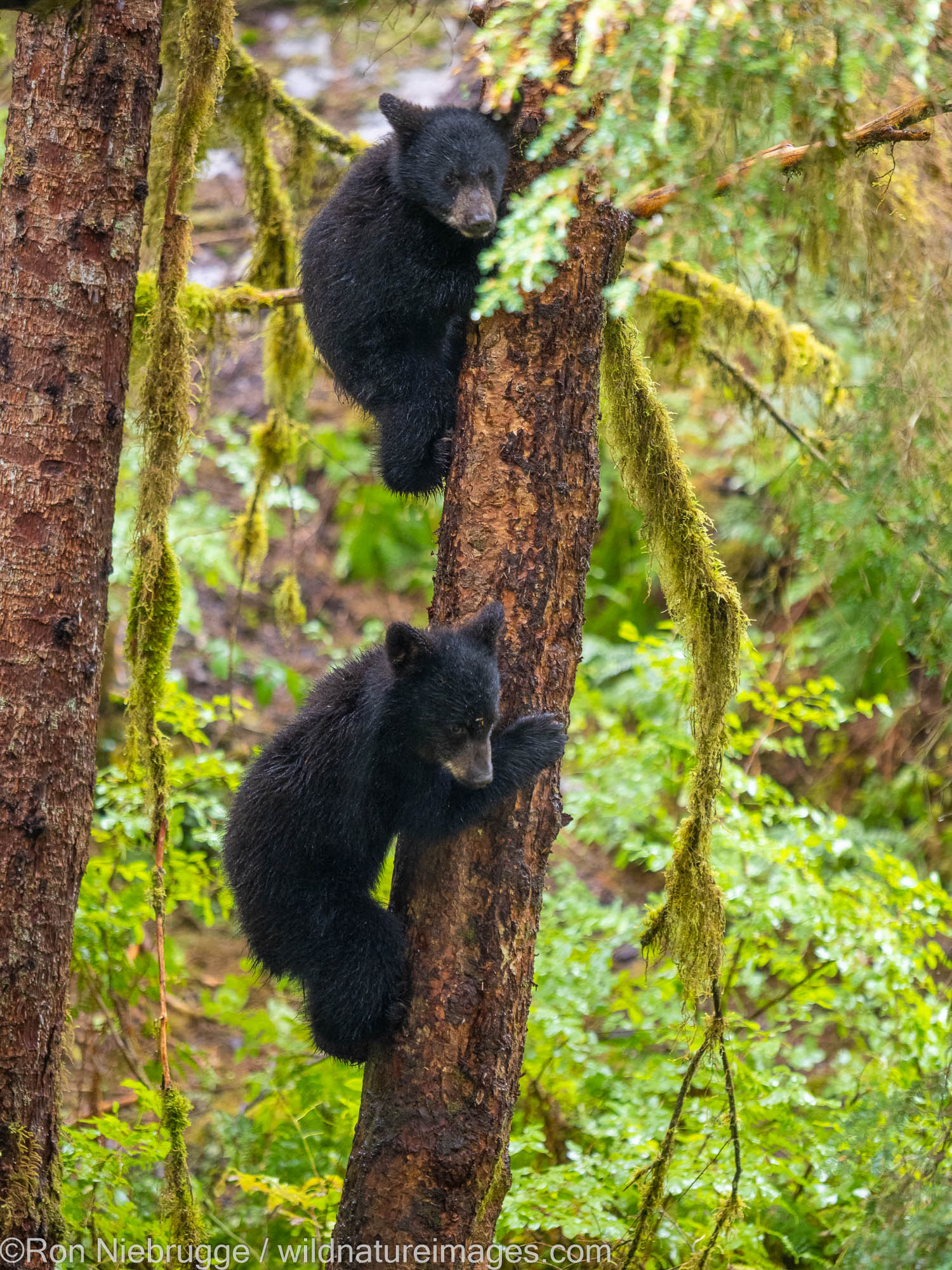 Black bear cubs in a tree at Anan Creek Wildlife Viewing Site, Tongass National Forest, near Wrangell, Alaska.