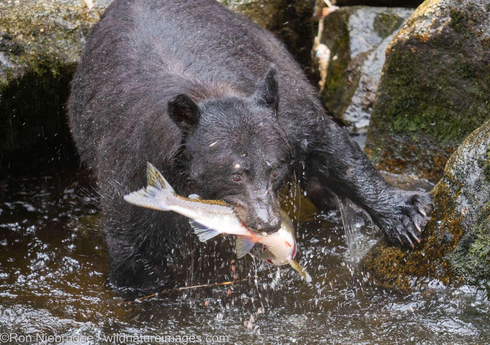 Black bears at Anan Creek Wildlife Viewing Site, Tongass National Forest, near Wrangell, Alaska.