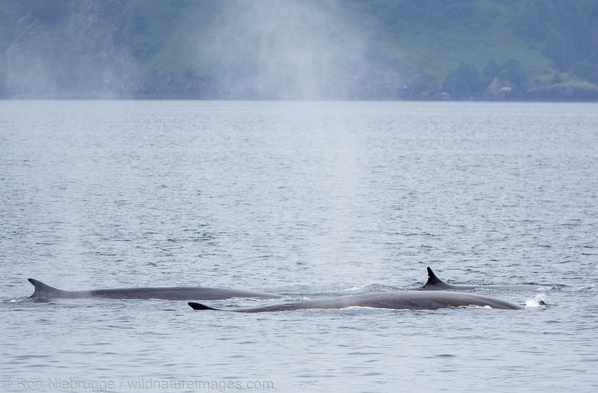 Fin Whales, Kodiak Island, Alaska.