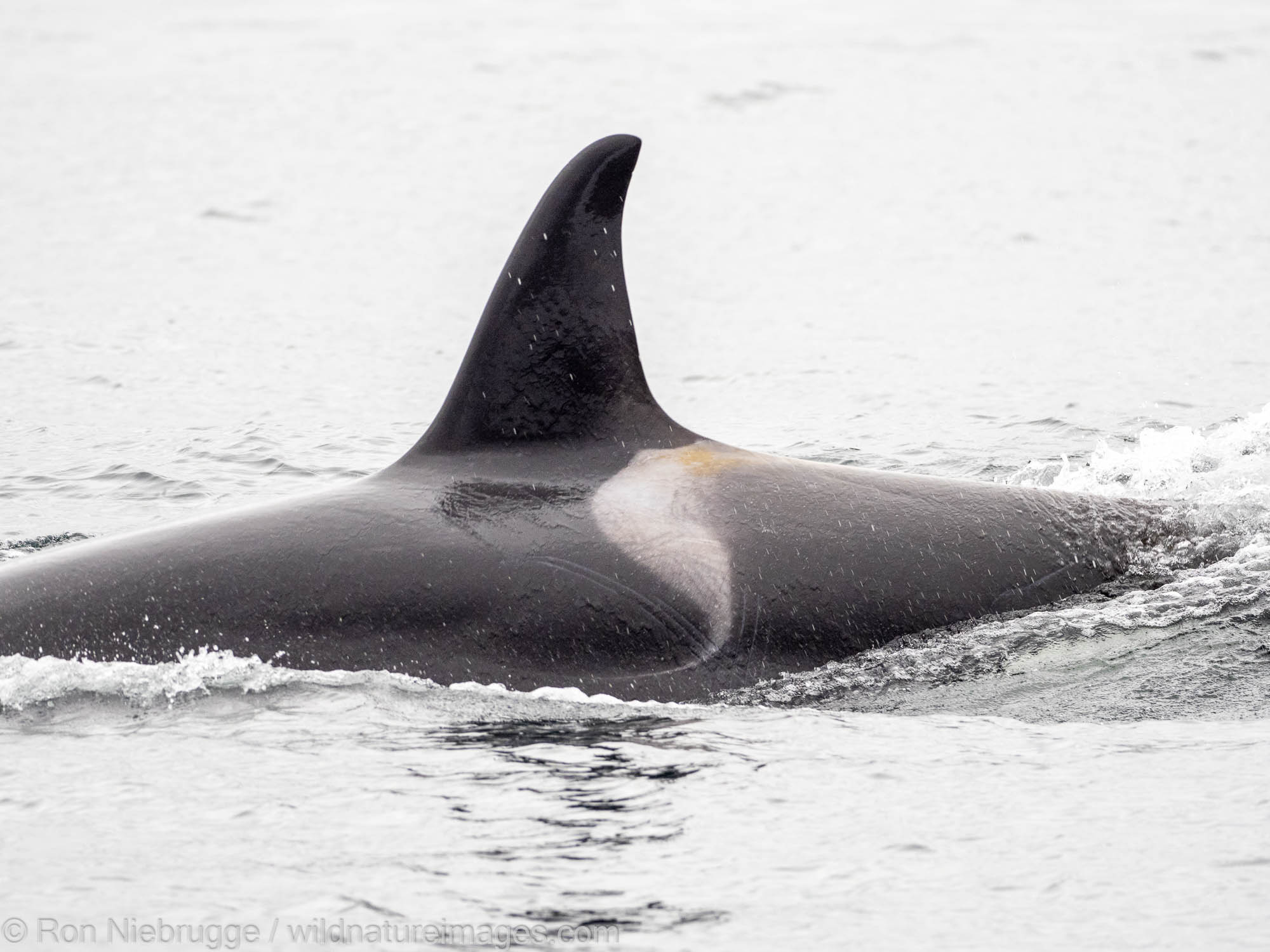 Orcas off the Katmai National Park coast, Alaska.