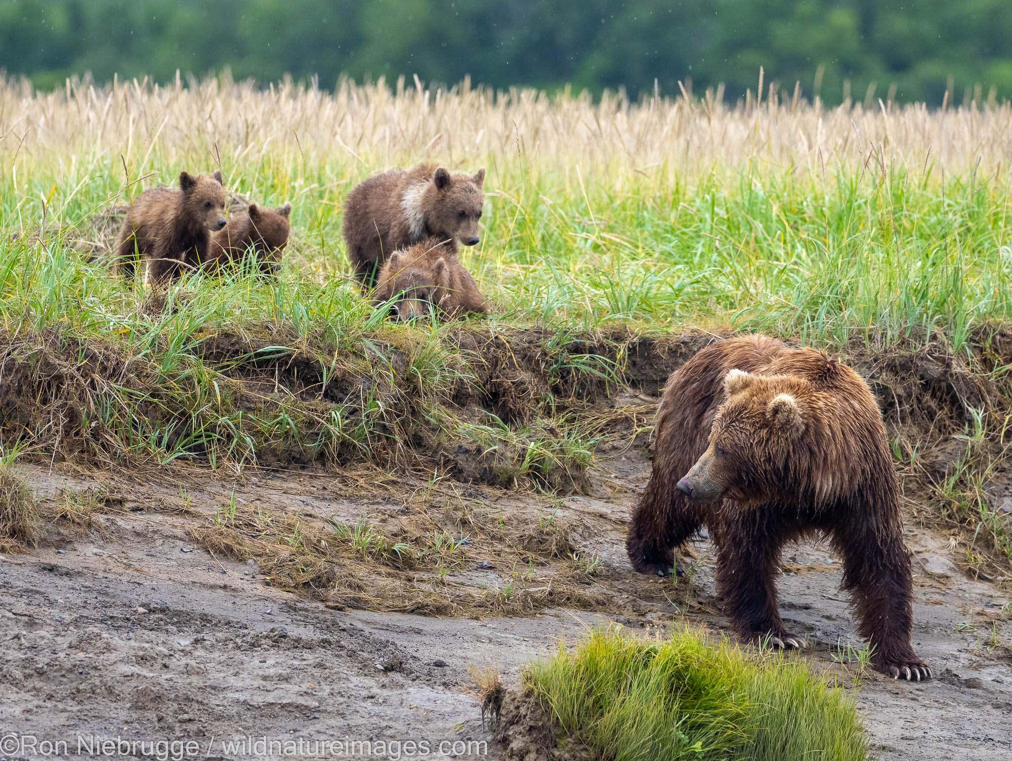 A Brown Bear sow with four cubs, Hallo Bay, Katmai National Park, Alaska.