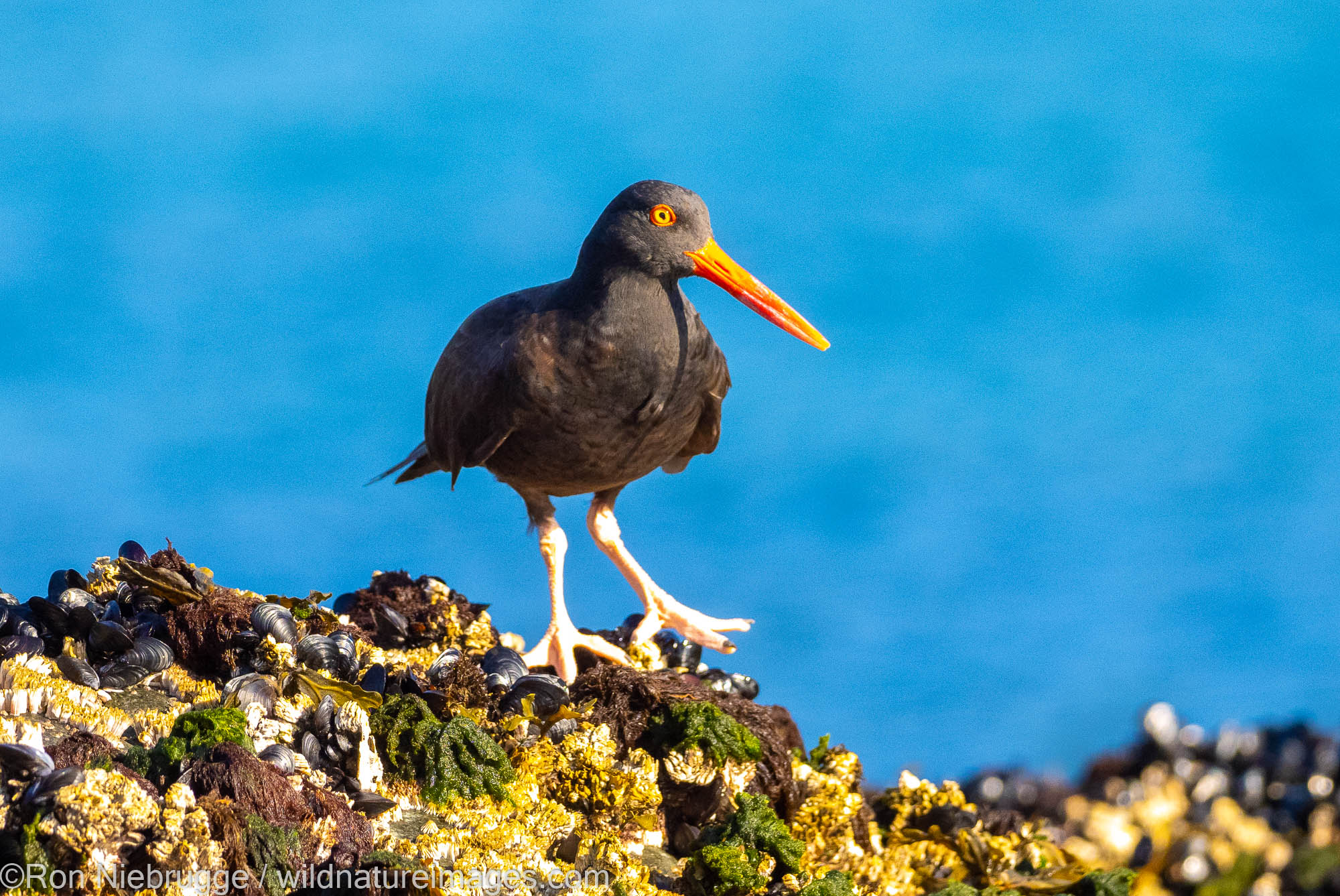 Black Oyster Catcher, Kuliak Bay, Katmai National Park, Alaska.