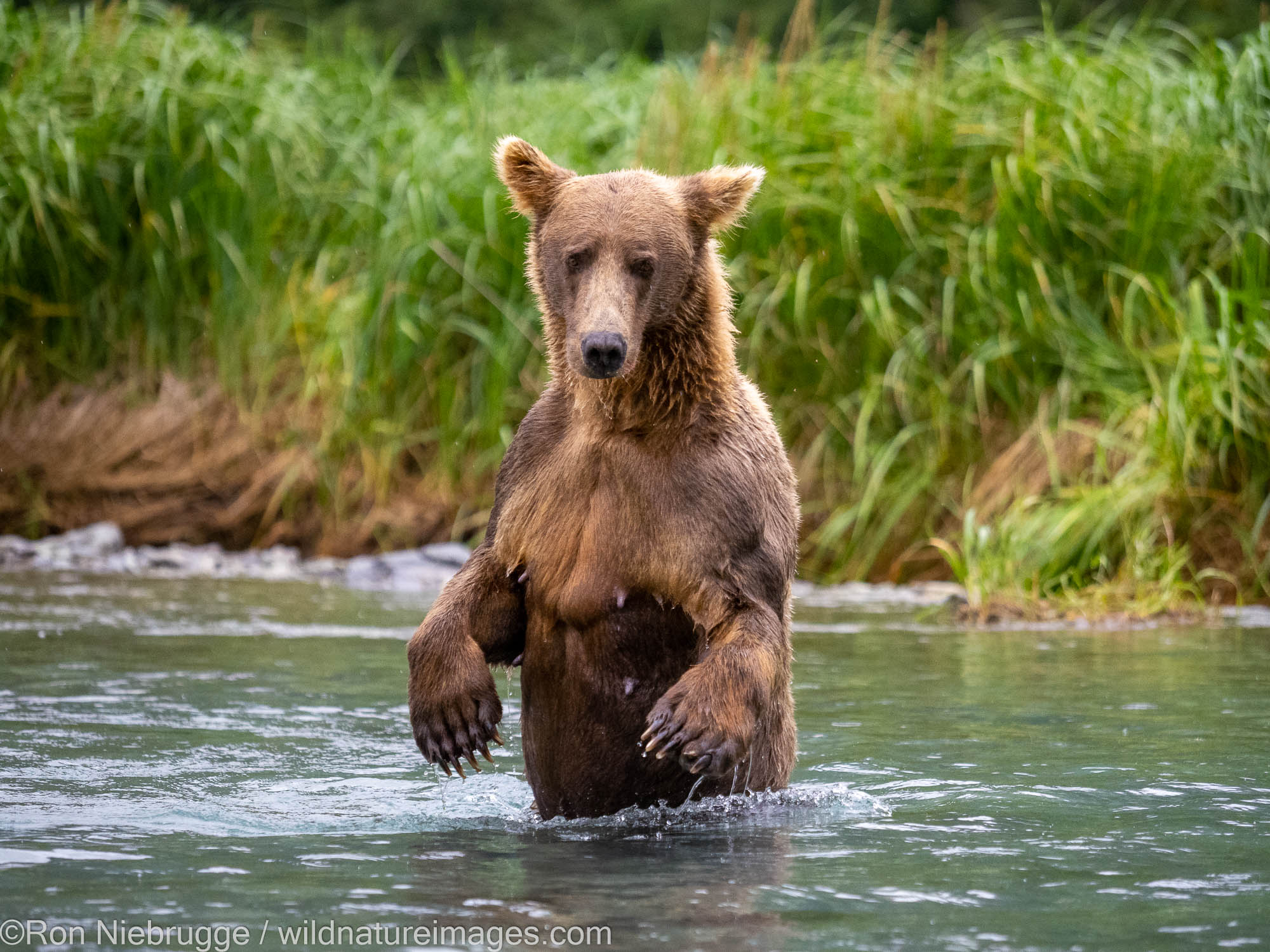 A brown bear in Geographic Harbor, Katmai National Park, Alaska.