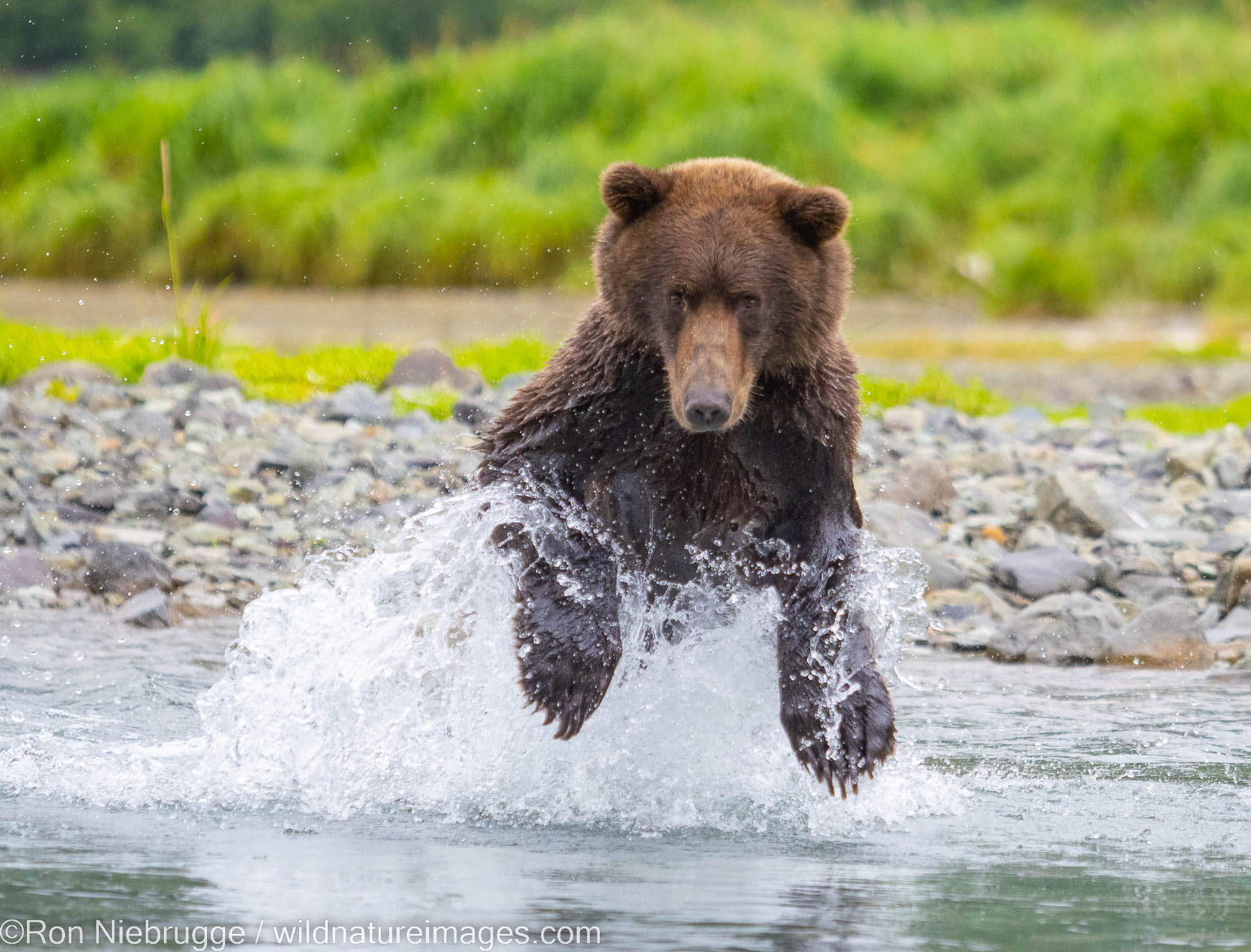 A brown bear chasing a salmon in Geographic Harbor, Katmai National Park, Alaska.