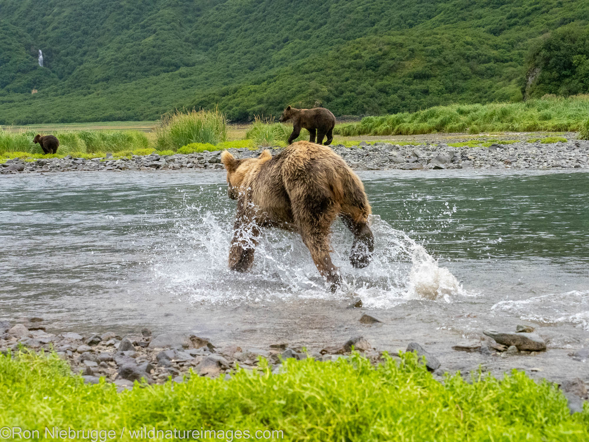 A Brown Bear sow running to the aid of its cub, Katmai National Park, Alaska.