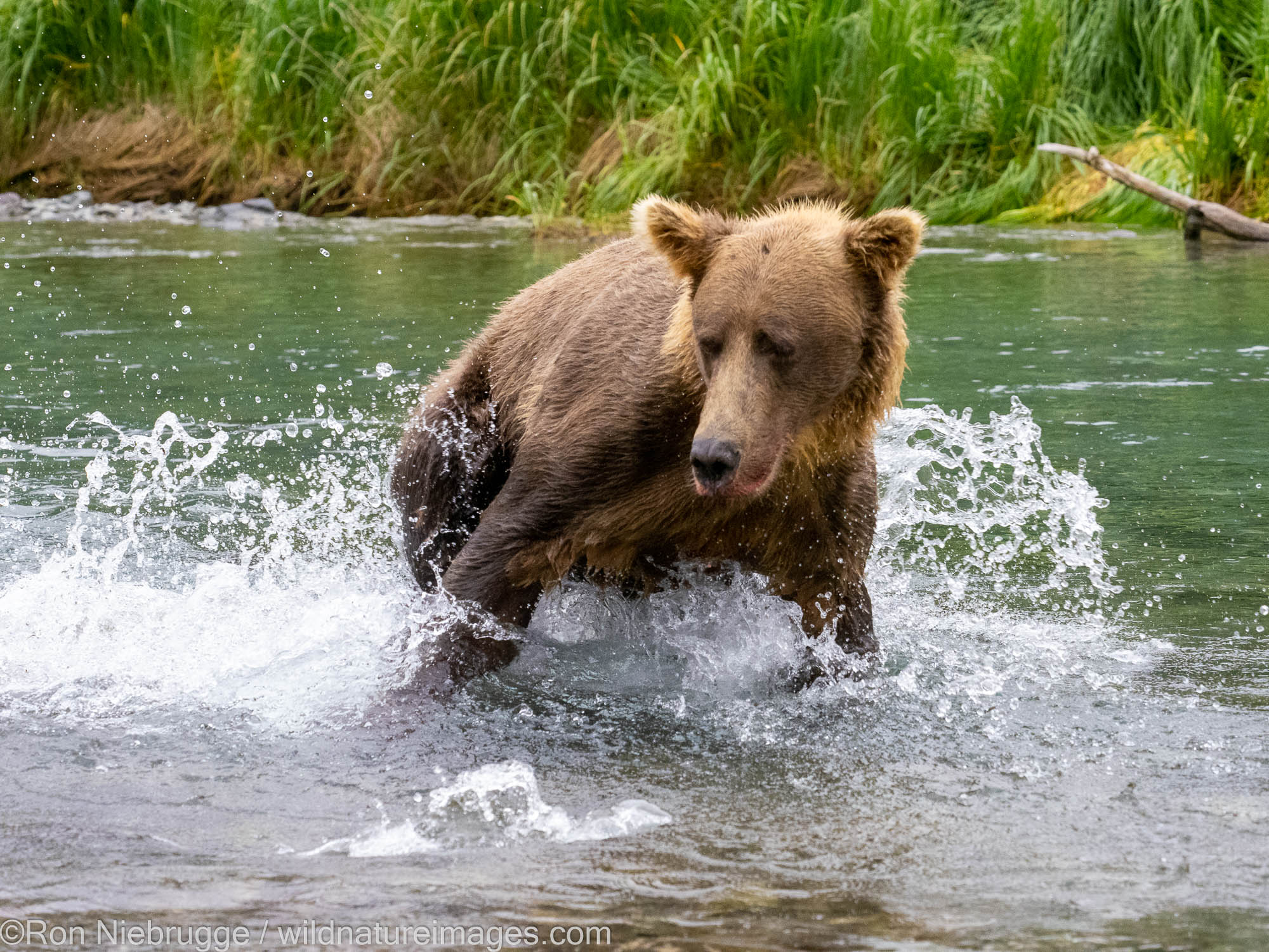 A brown bear in Geographic Harbor, Katmai National Park, Alaska.