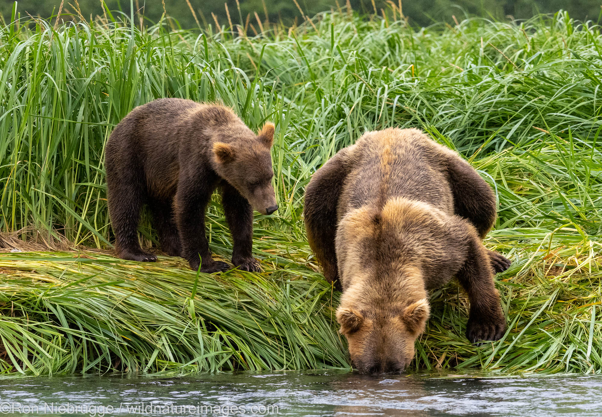 A Brown or Grizzly Bear, Katmai National Park, Alaska.